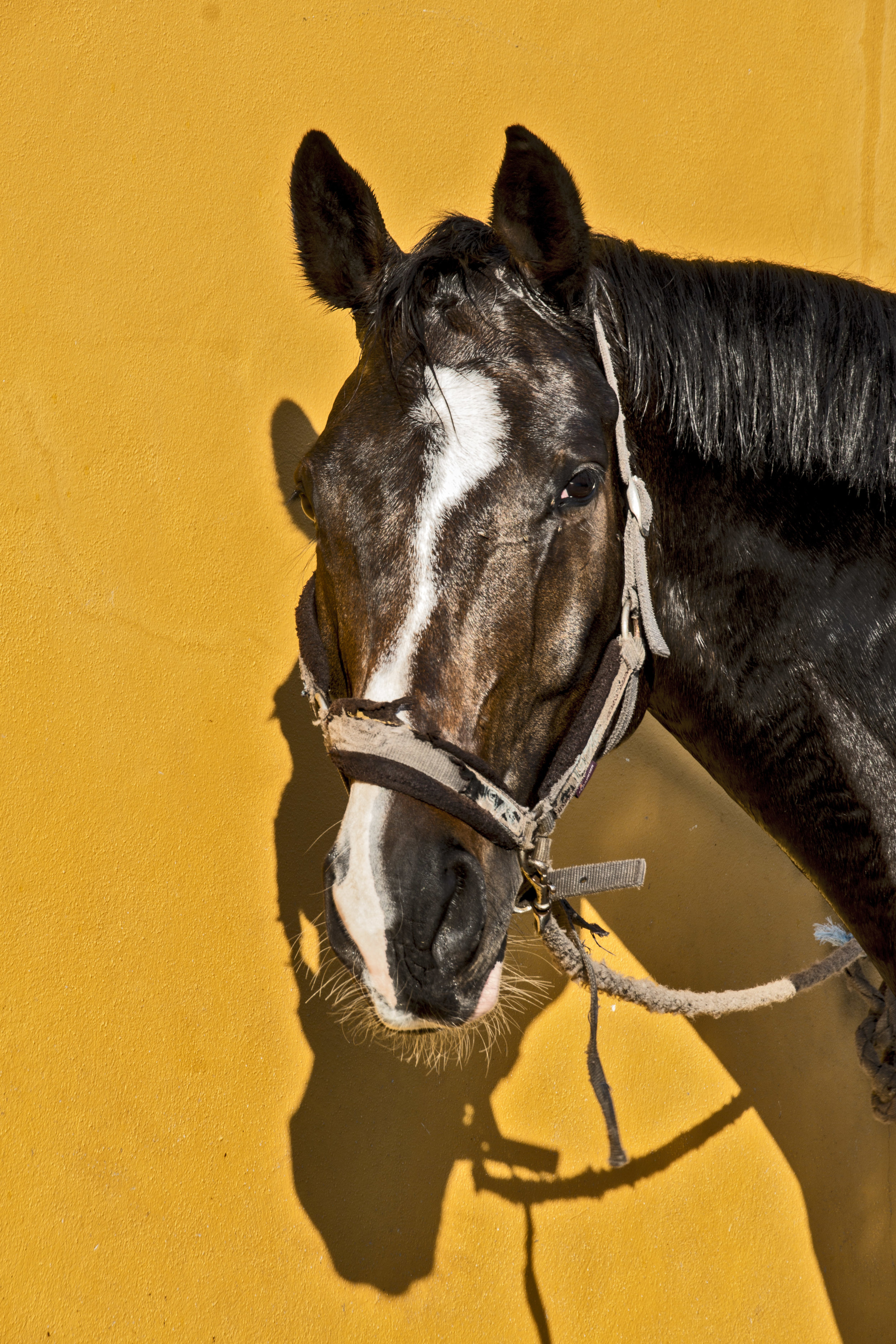 ArzichdaGama_Horses and Equine photography 