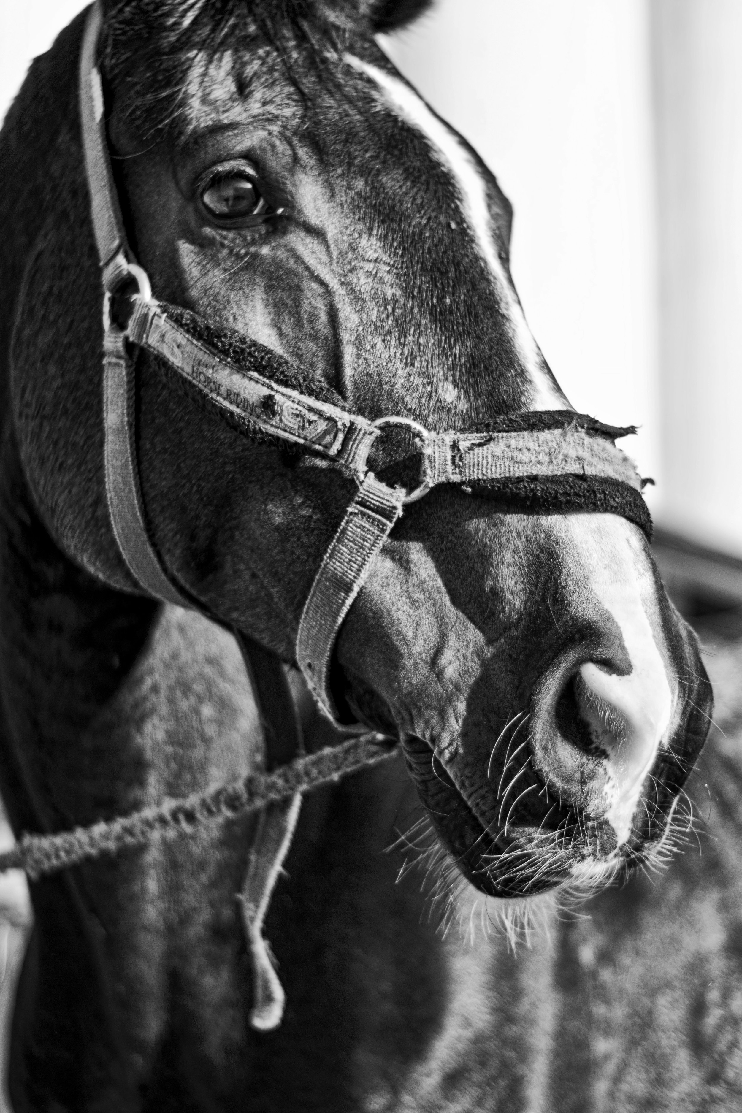 ArzichdaGama_Horses and Equine photography 