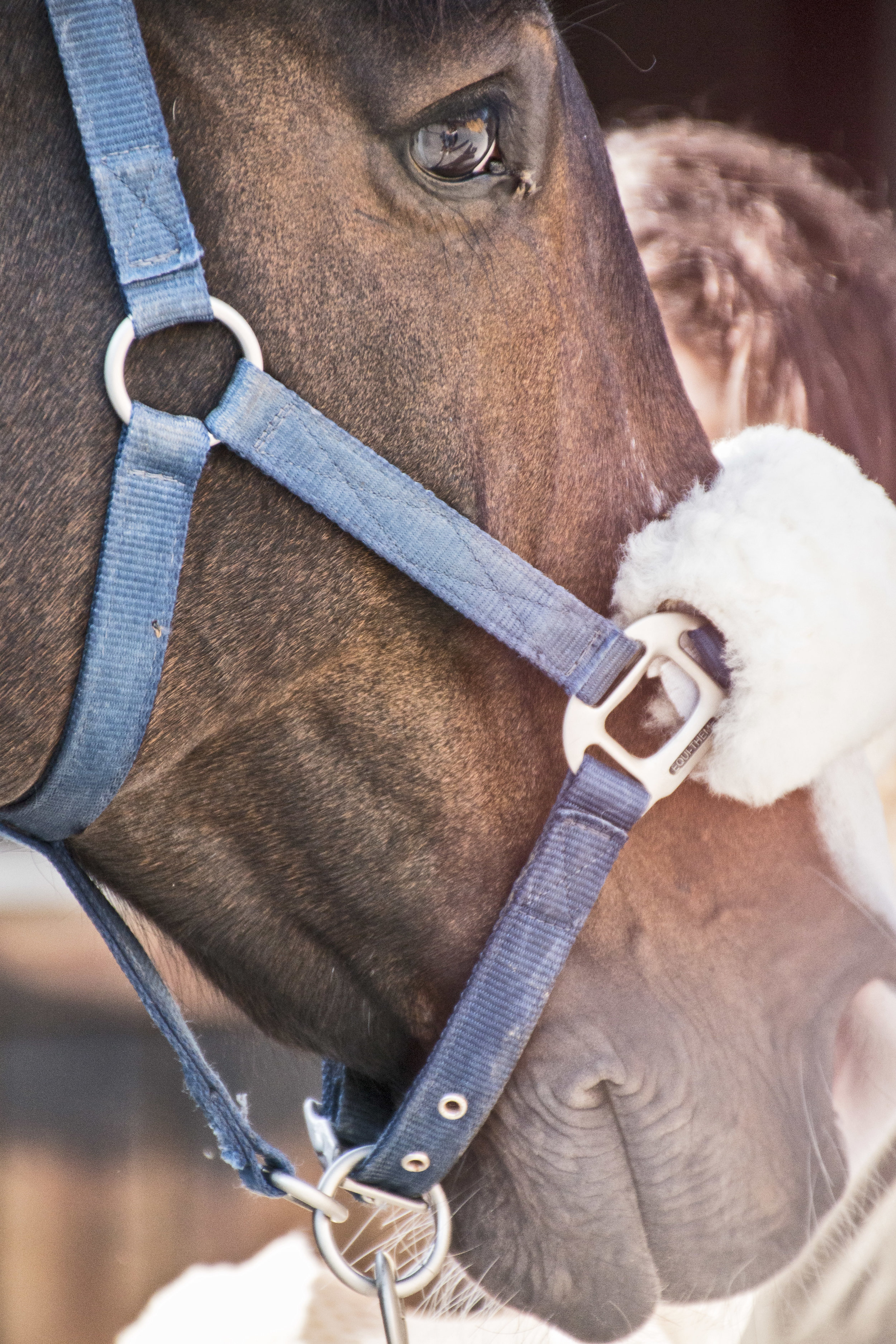 ArzichdaGama_Horses and Equine photography 