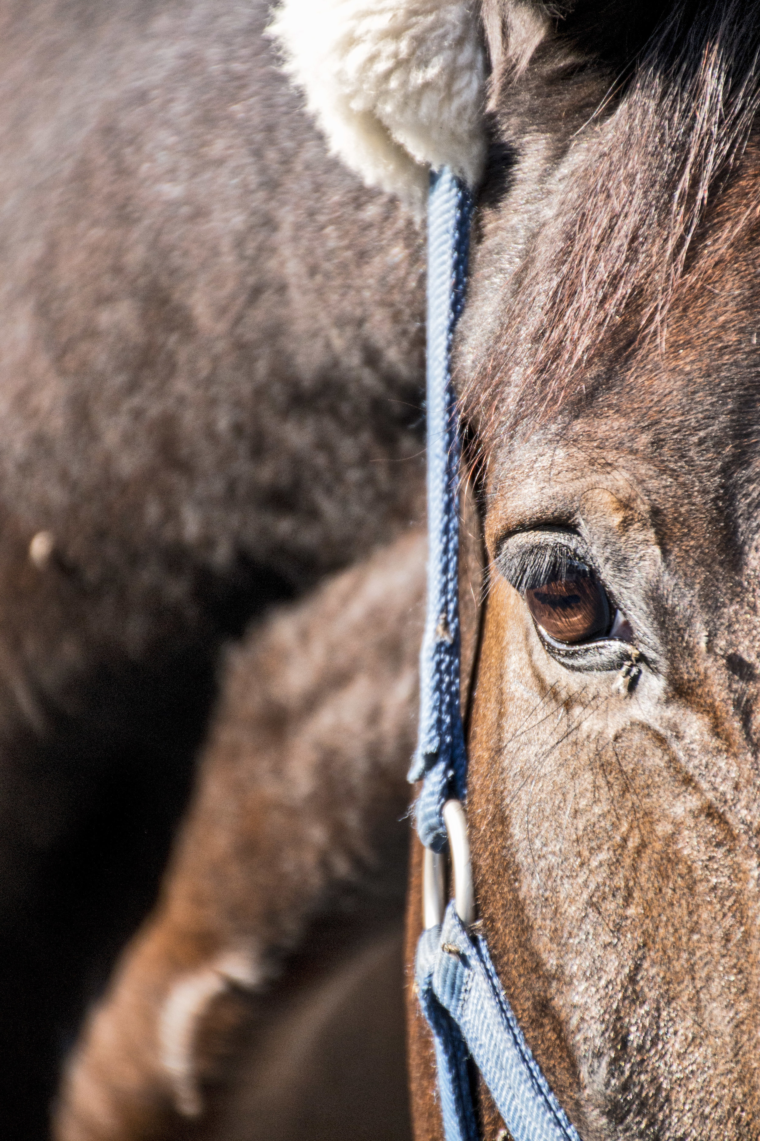 ArzichdaGama_Horses and Equine photography 