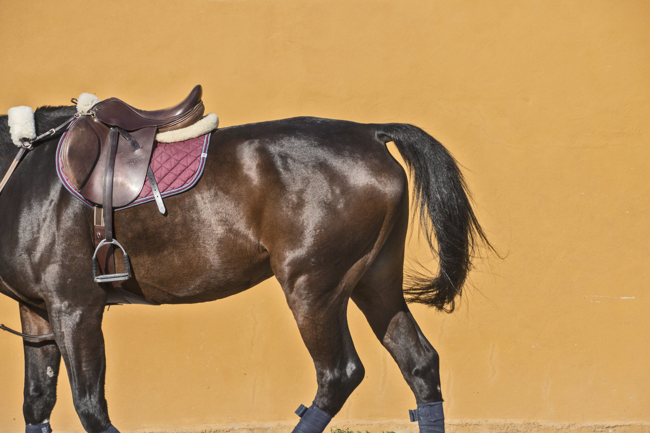 ArzichdaGama_Horses and Equine photography 