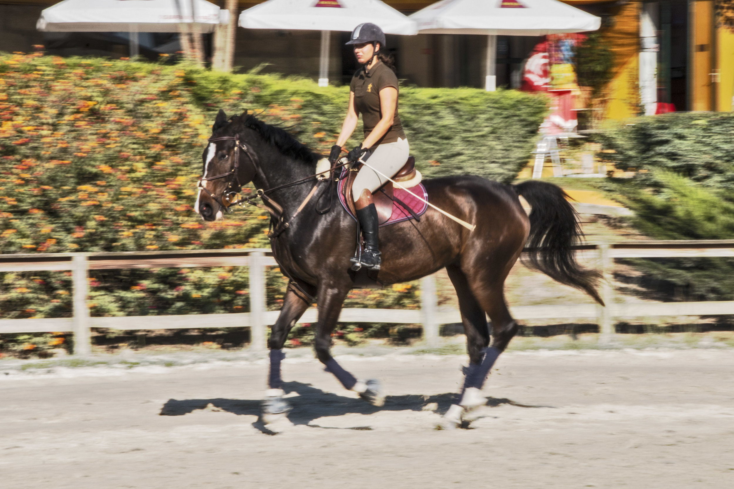 ArzichdaGama_Horses and Equine photography 