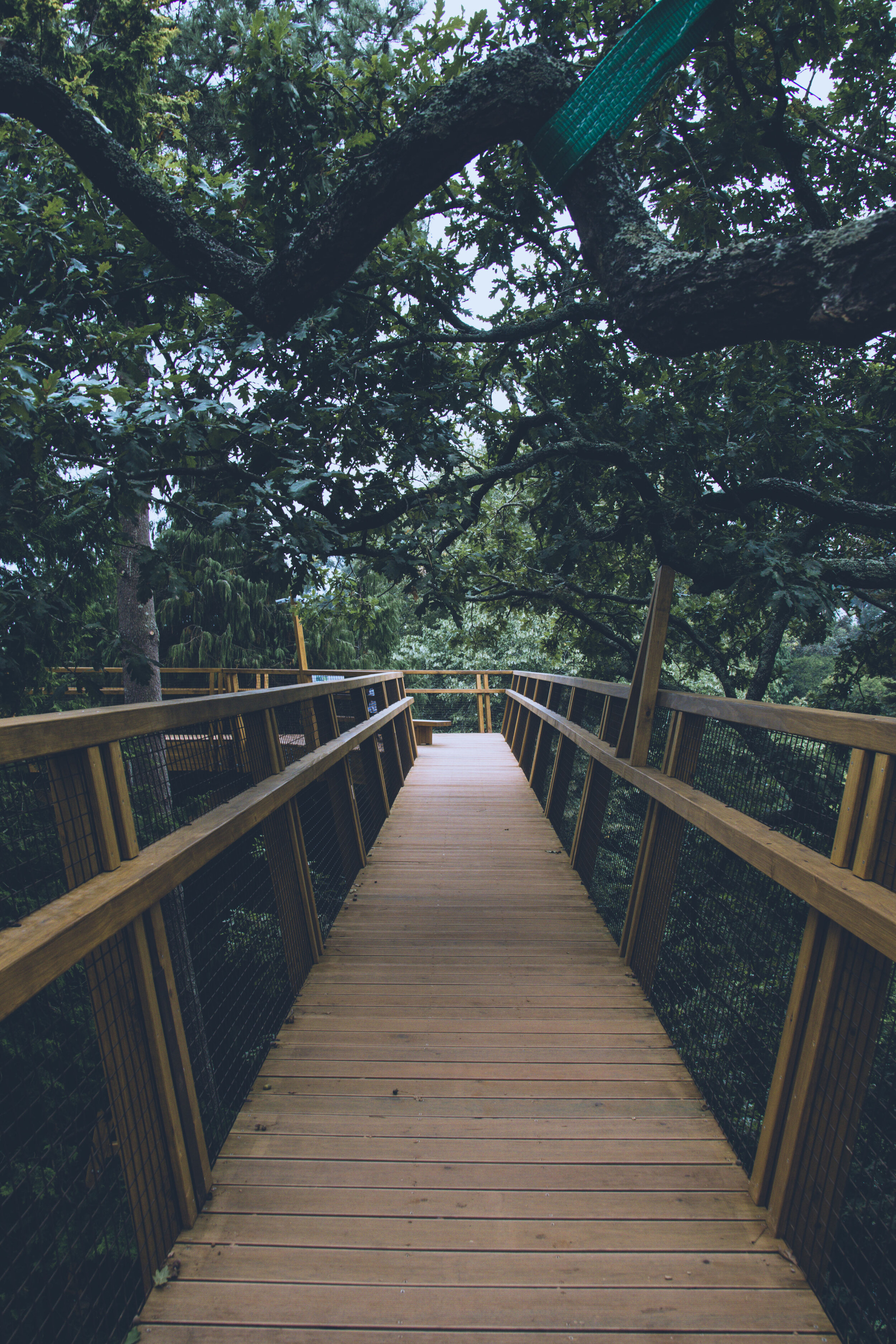 arzichdagamaphotography_serralves_treetop_passadiços_MG_5442 1.jpg