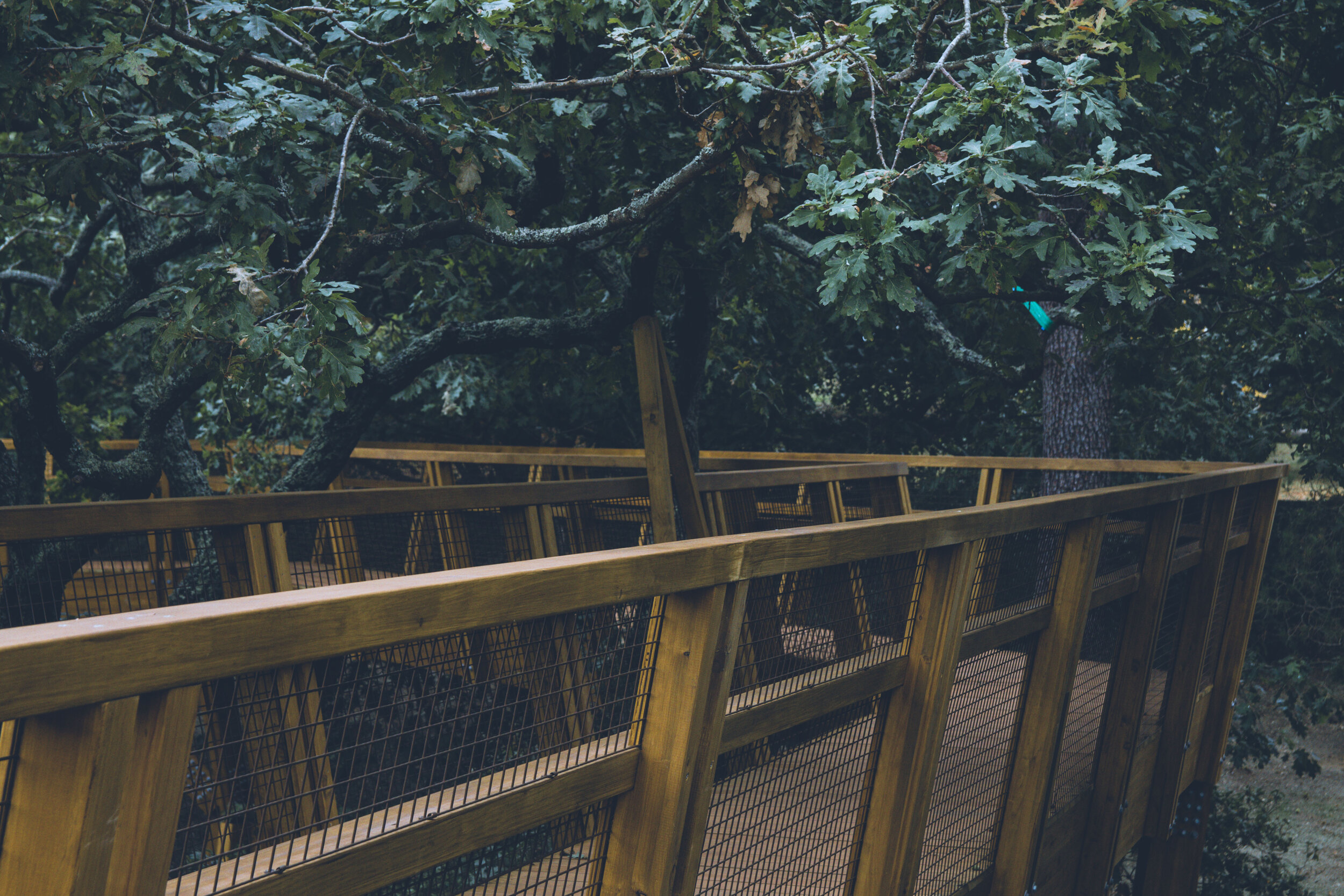 arzichdagamaphotography_serralves_treetop_passadiços_MG_5447 1.jpg