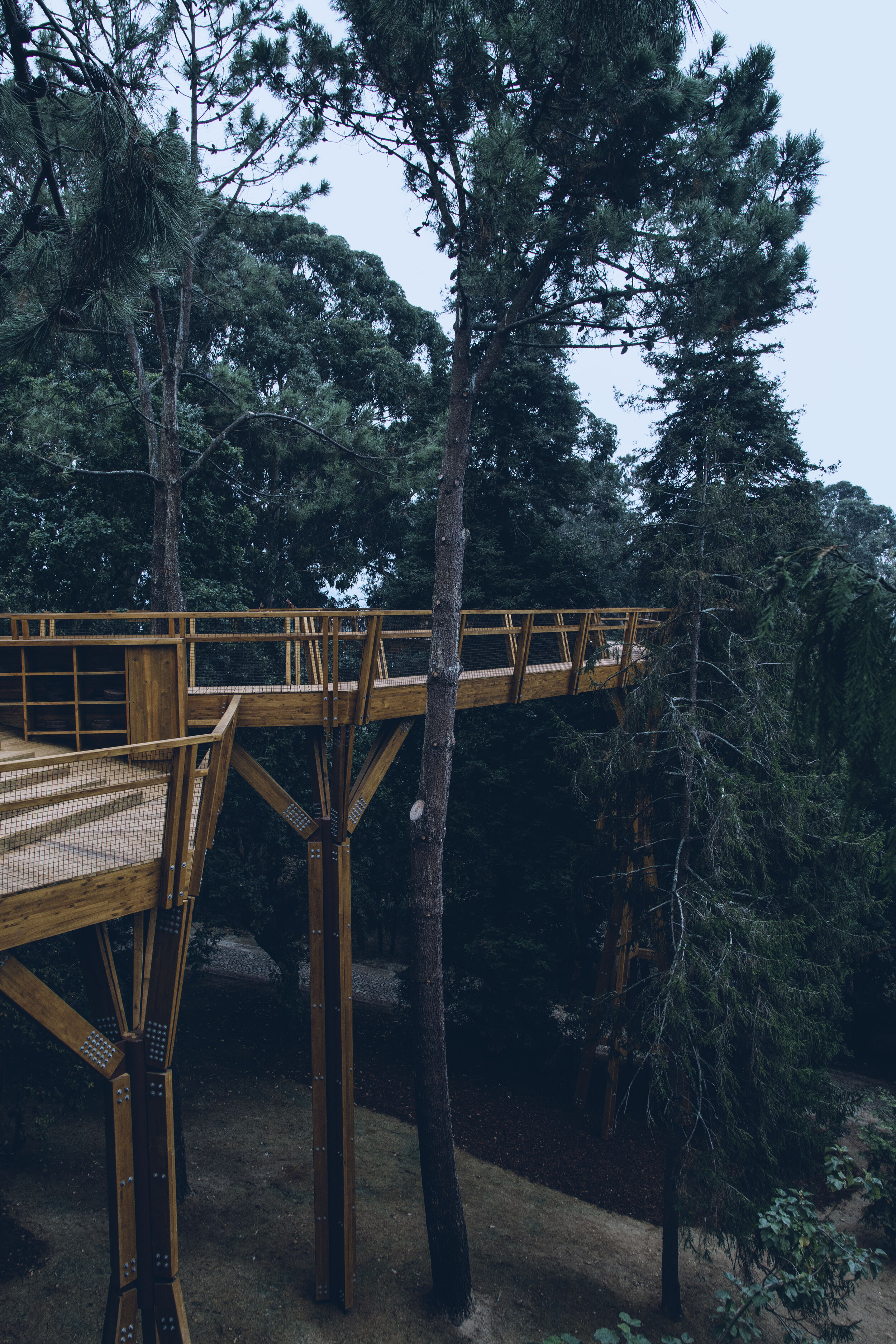 arzichdagamaphotography_serralves_treetop_passadiços_MG_5450 1.jpg