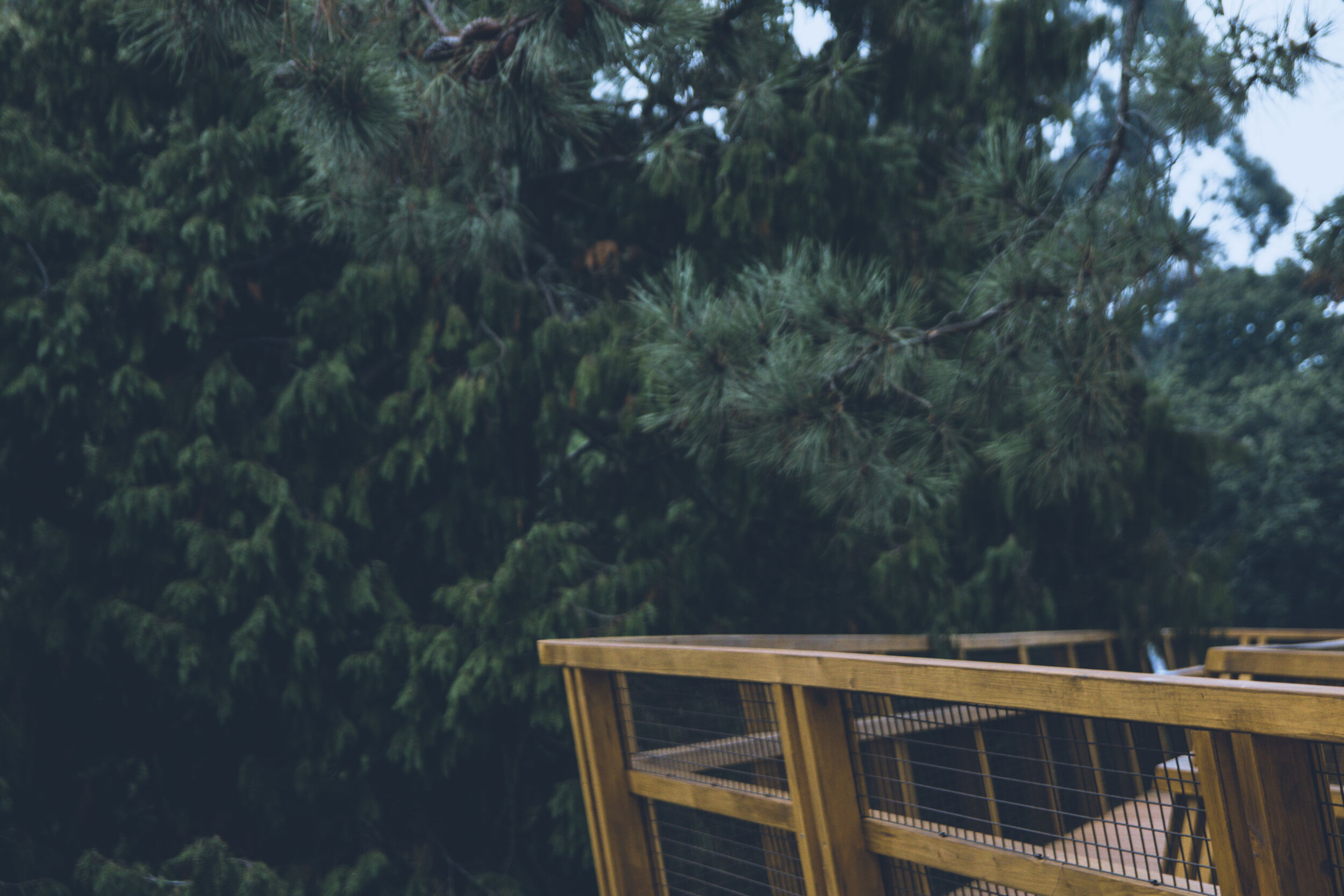 arzichdagamaphotography_serralves_treetop_passadiços_MG_5460 1.jpg