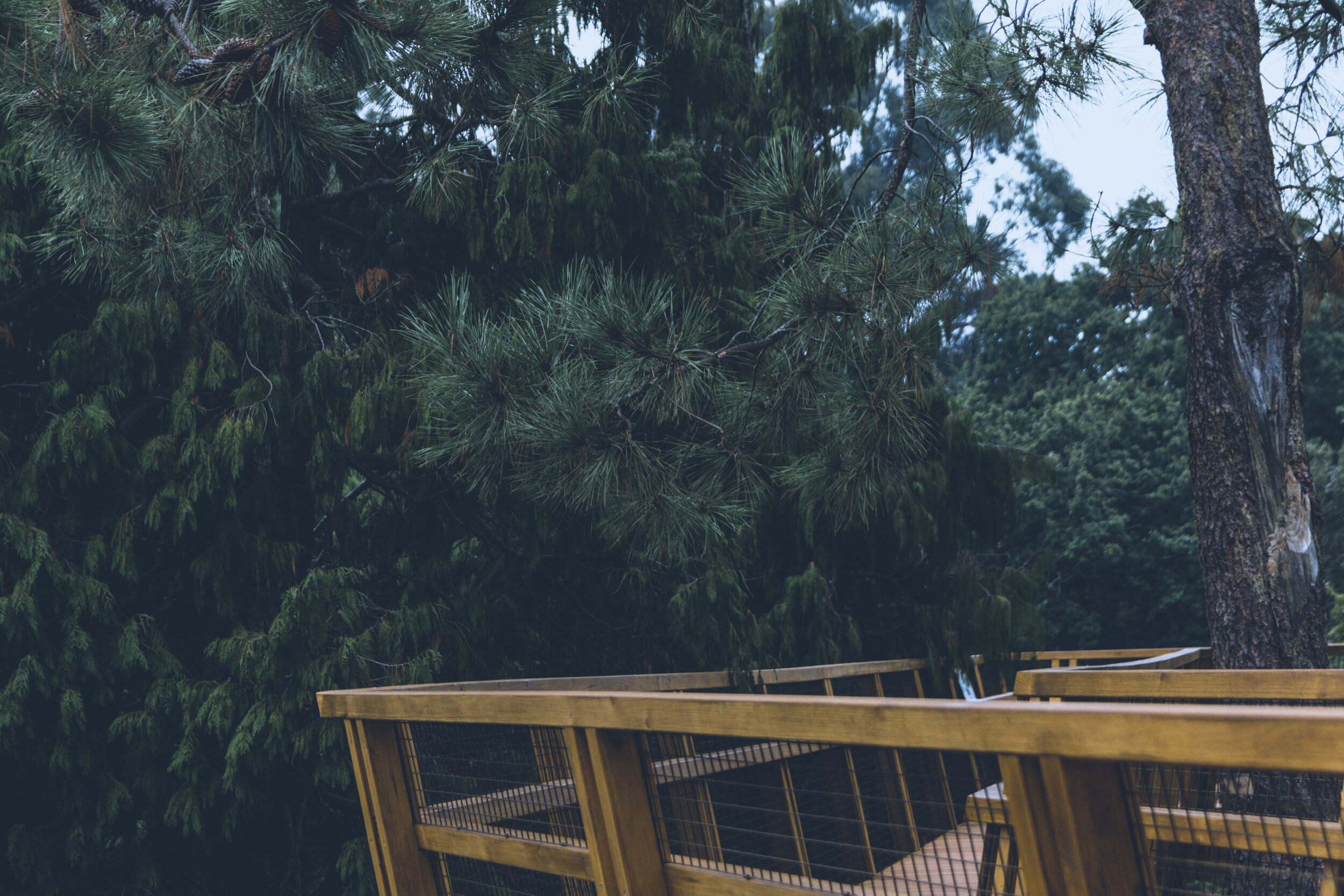 arzichdagamaphotography_serralves_treetop_passadiços_MG_5461 1.jpg