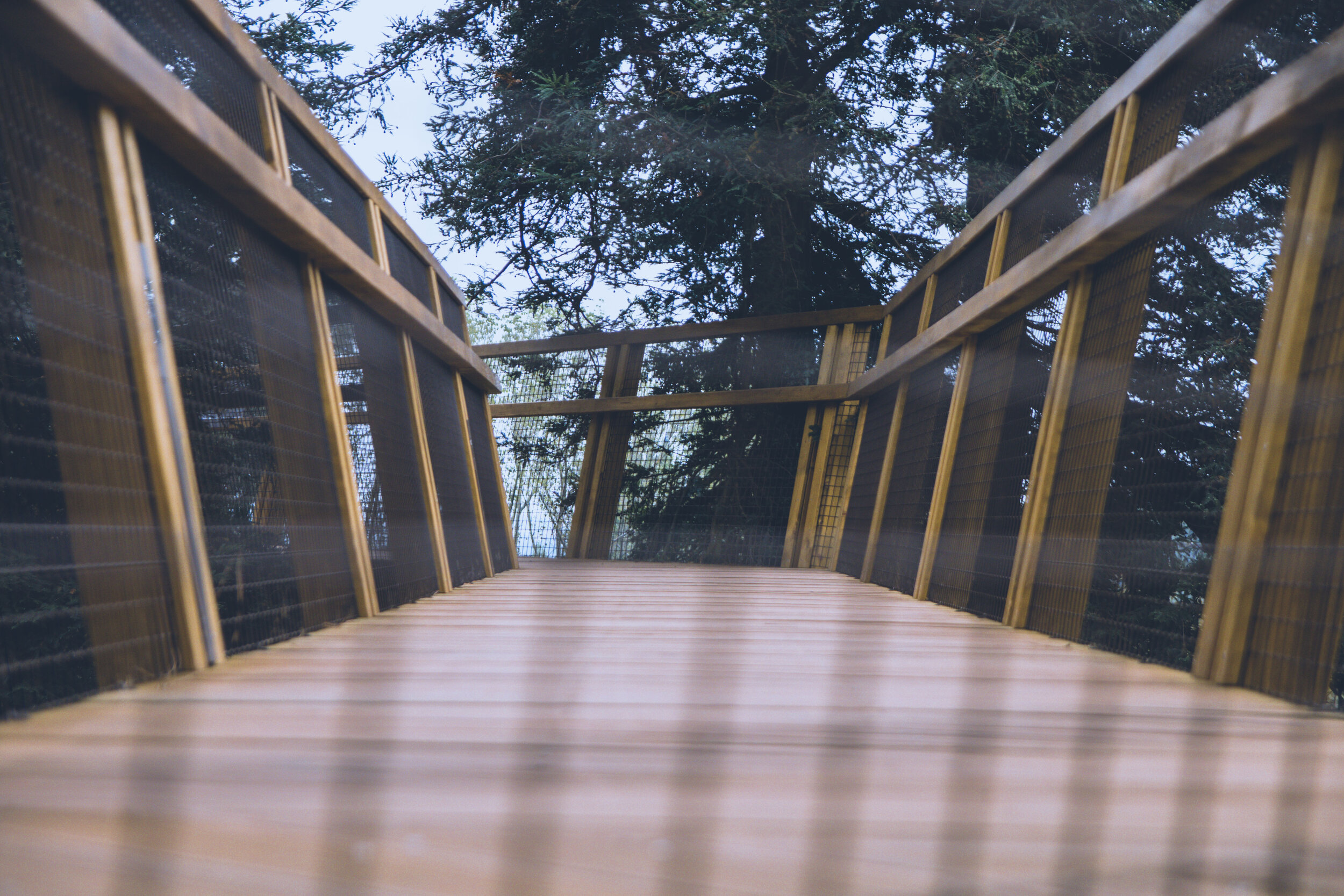 arzichdagamaphotography_serralves_treetop_passadiços_MG_5470 1.jpg