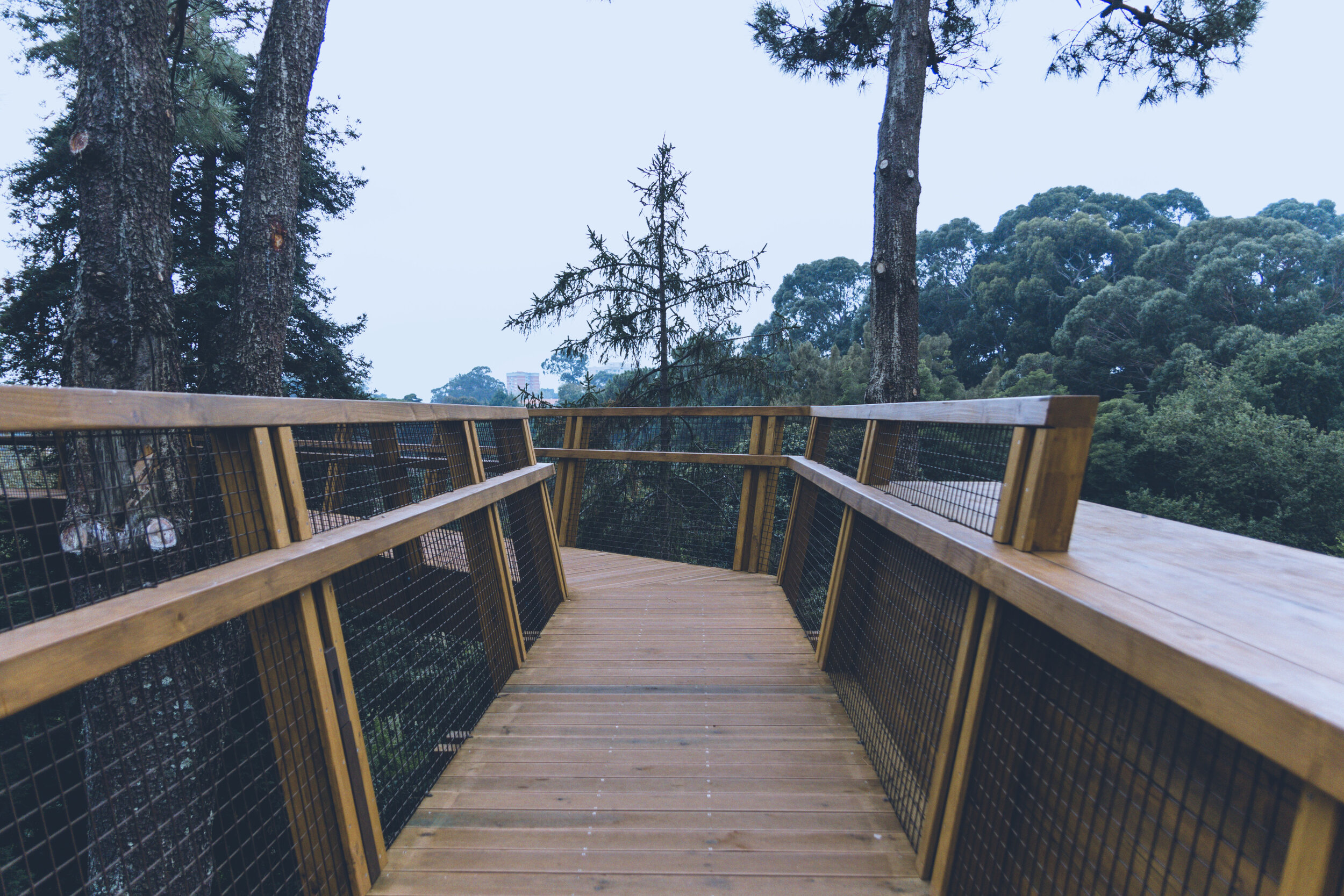 arzichdagamaphotography_serralves_treetop_passadiços_MG_5474 1.jpg