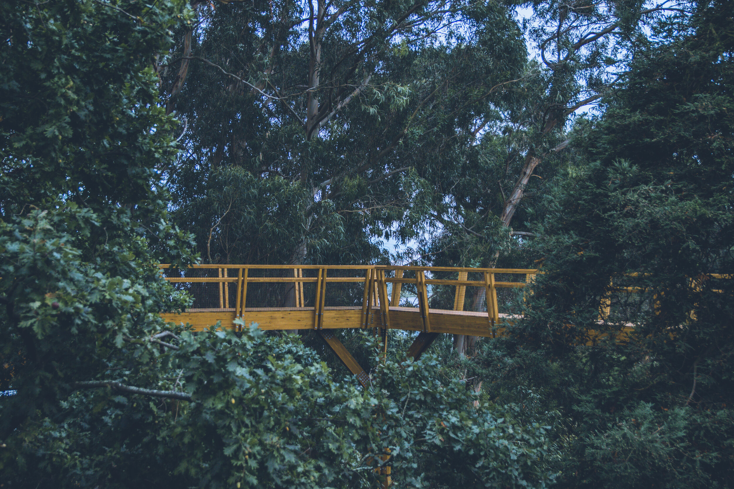 arzichdagamaphotography_serralves_treetop_passadiços_MG_5476 1.jpg