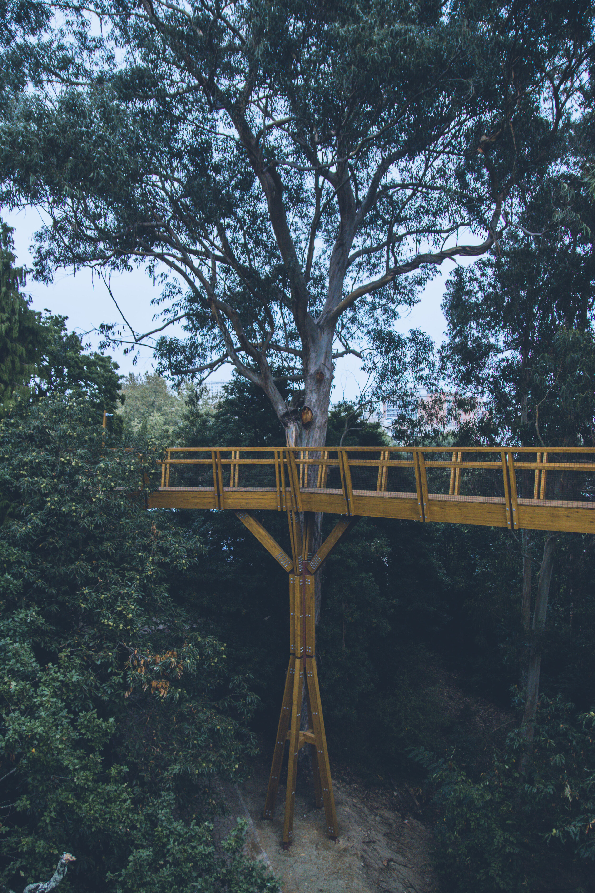 arzichdagamaphotography_serralves_treetop_passadiços_MG_5482 1.jpg