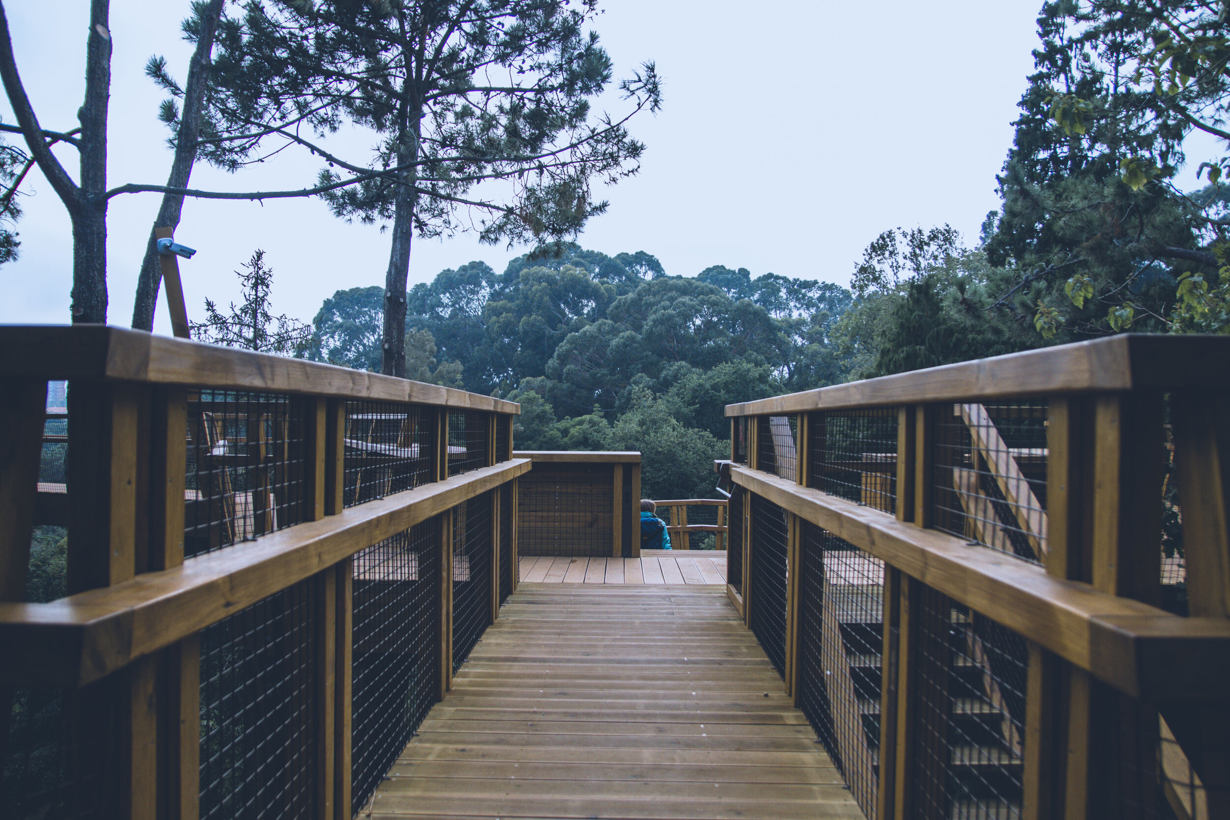 arzichdagamaphotography_serralves_treetop_passadiços_MG_5502 1.jpg