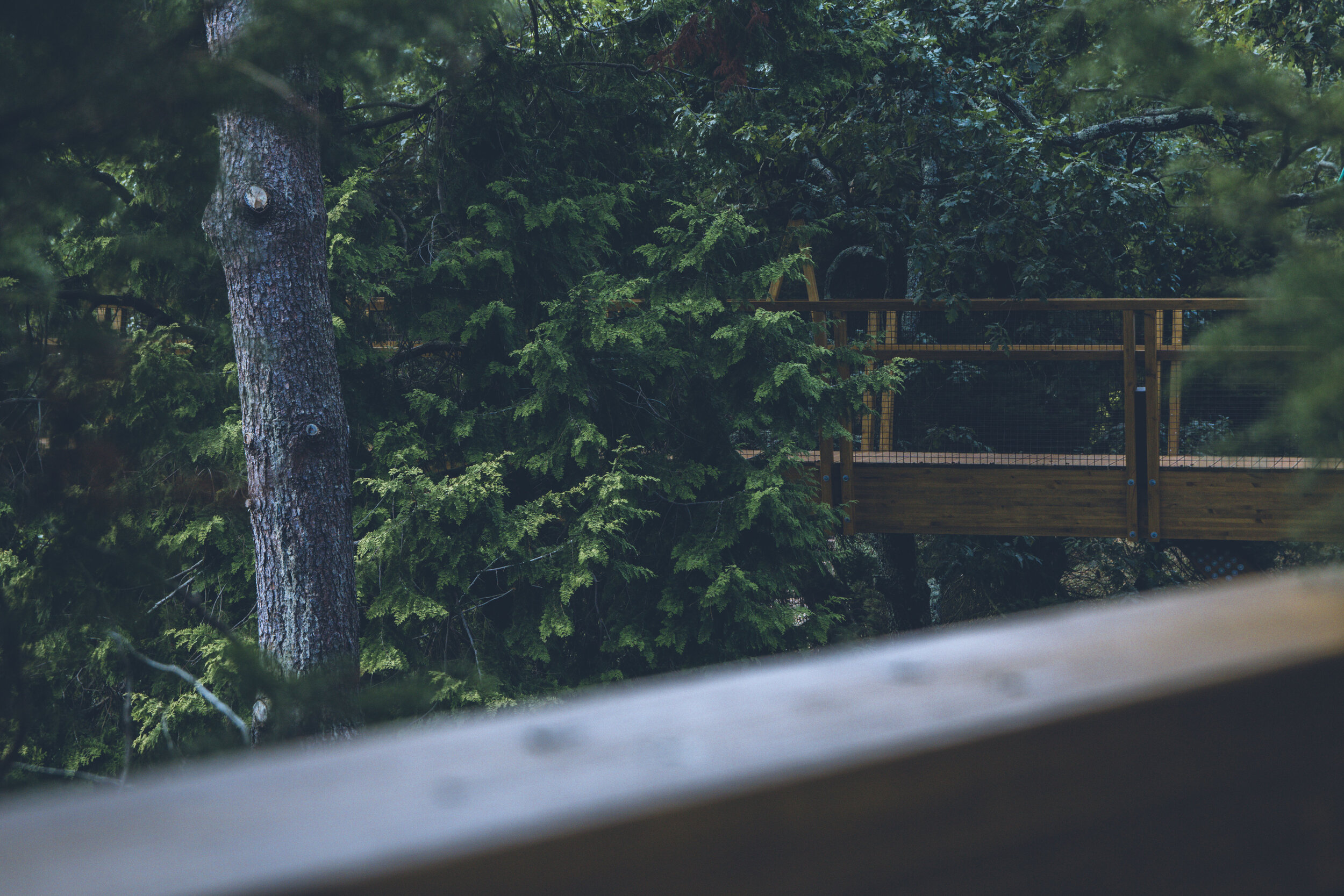 arzichdagamaphotography_serralves_treetop_passadiços_MG_5507 1.jpg