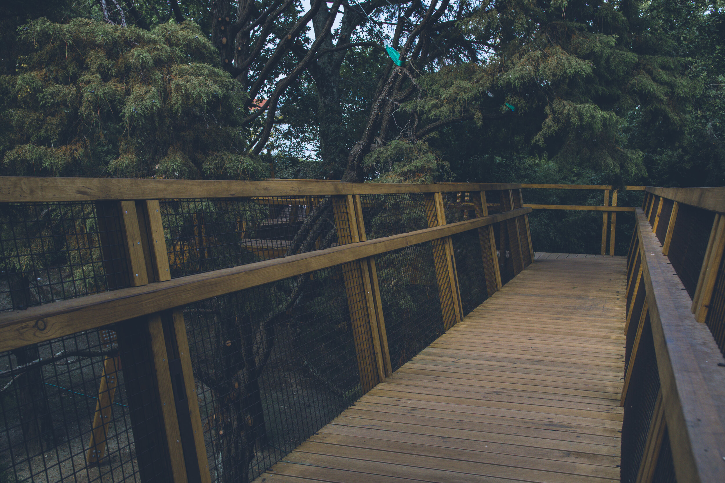 arzichdagamaphotography_serralves_treetop_passadiços_MG_5508 1.jpg