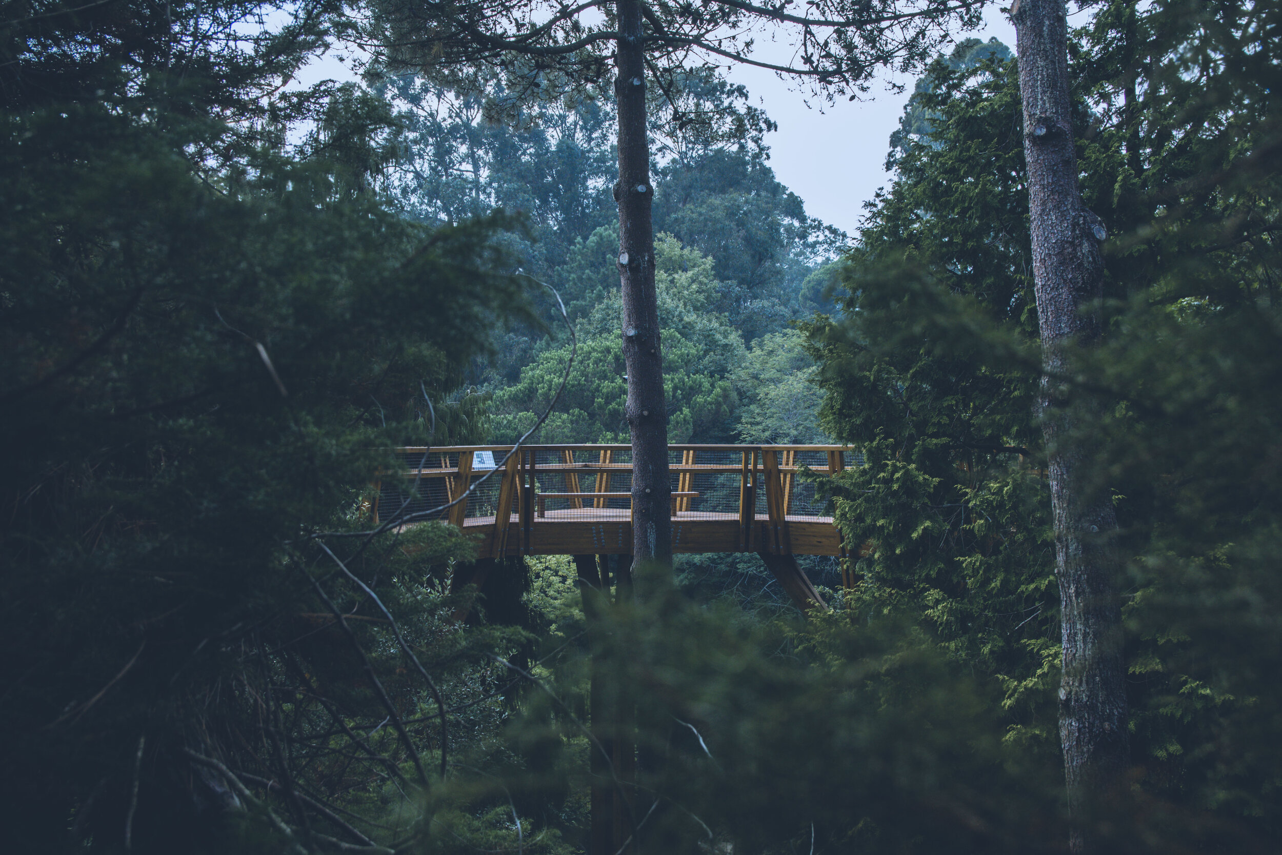 arzichdagamaphotography_serralves_treetop_passadiços_MG_5510 1.jpg