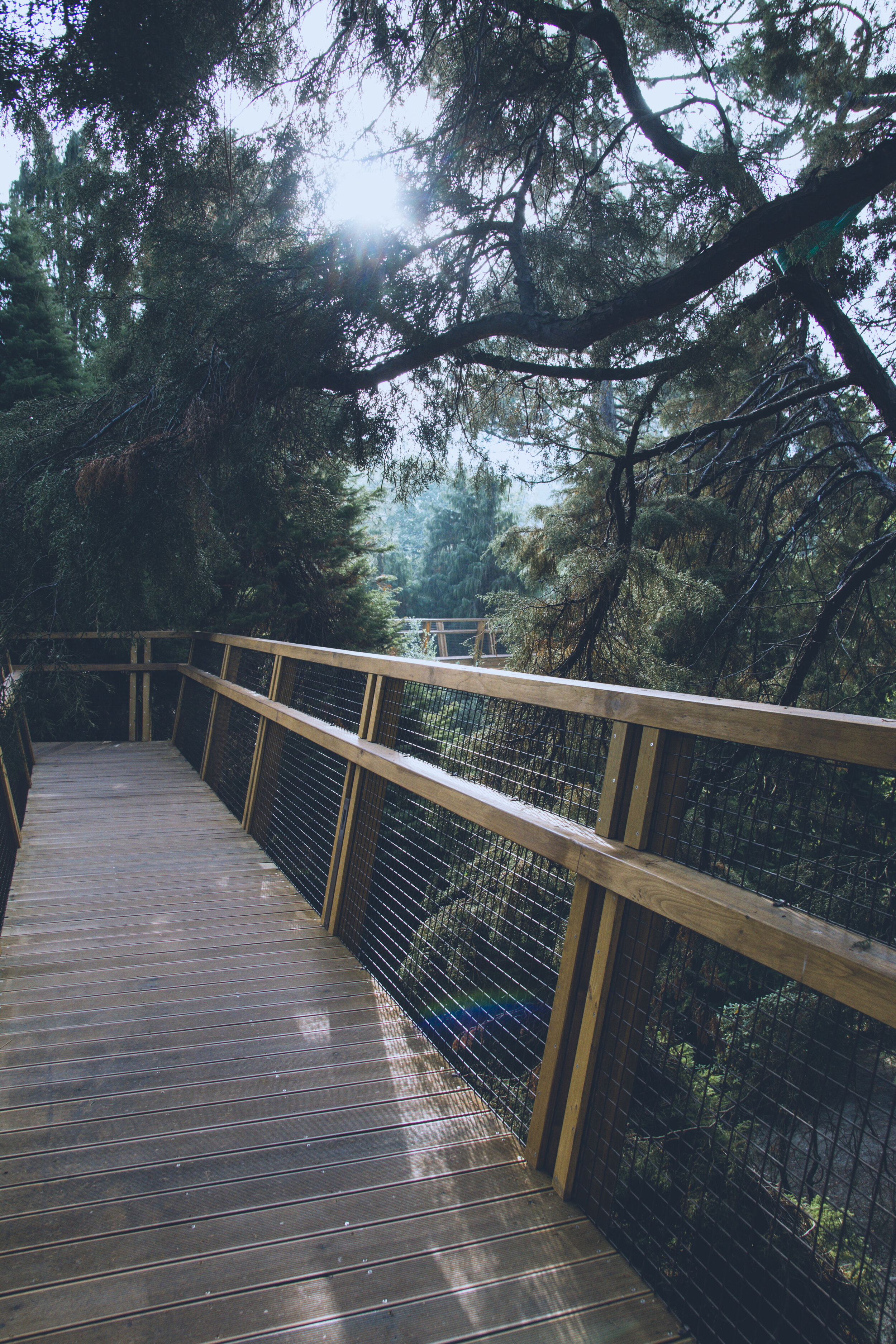 arzichdagamaphotography_serralves_treetop_passadiços_MG_5518 1.jpg