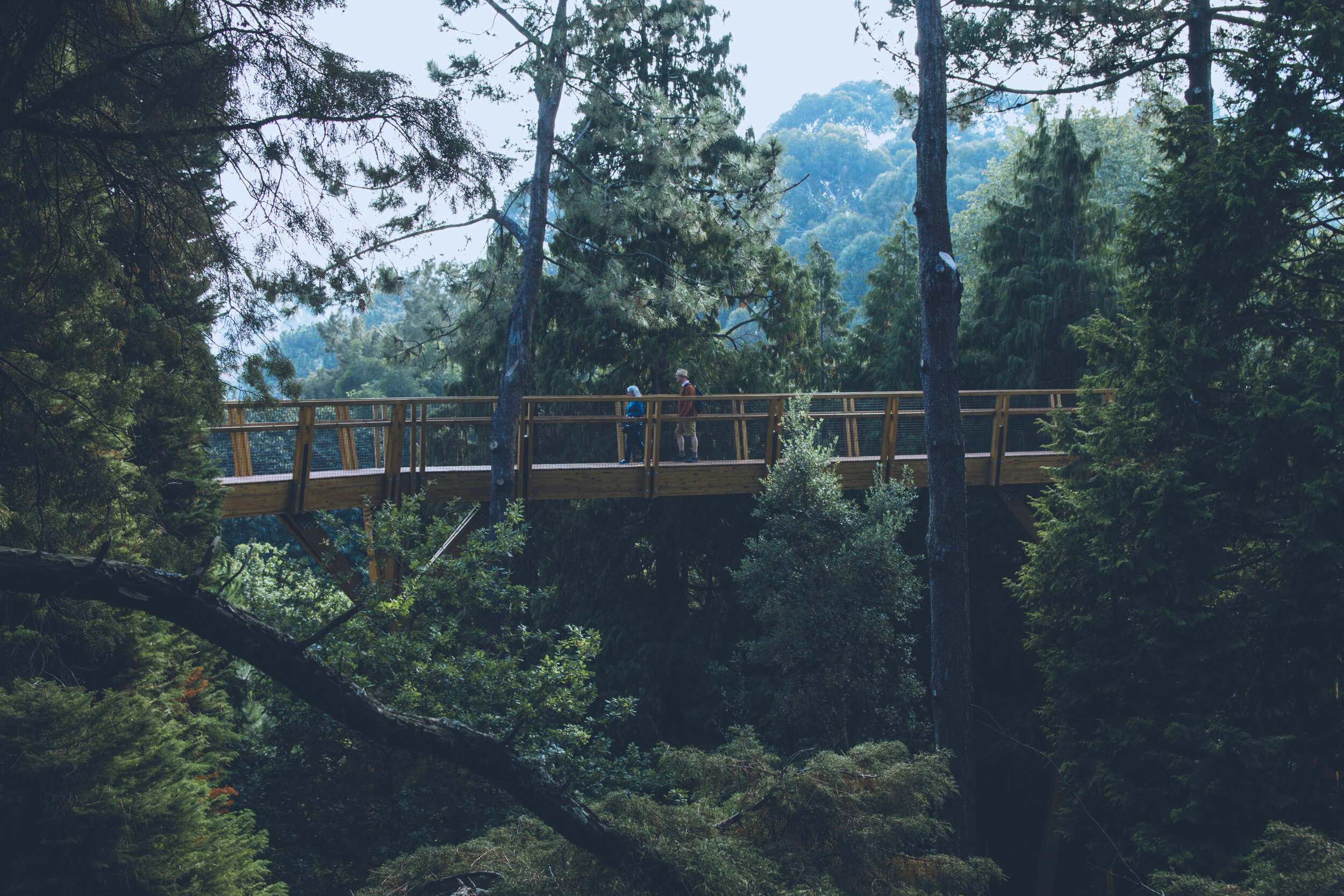 arzichdagamaphotography_serralves_treetop_passadiços_MG_5523 1.jpg