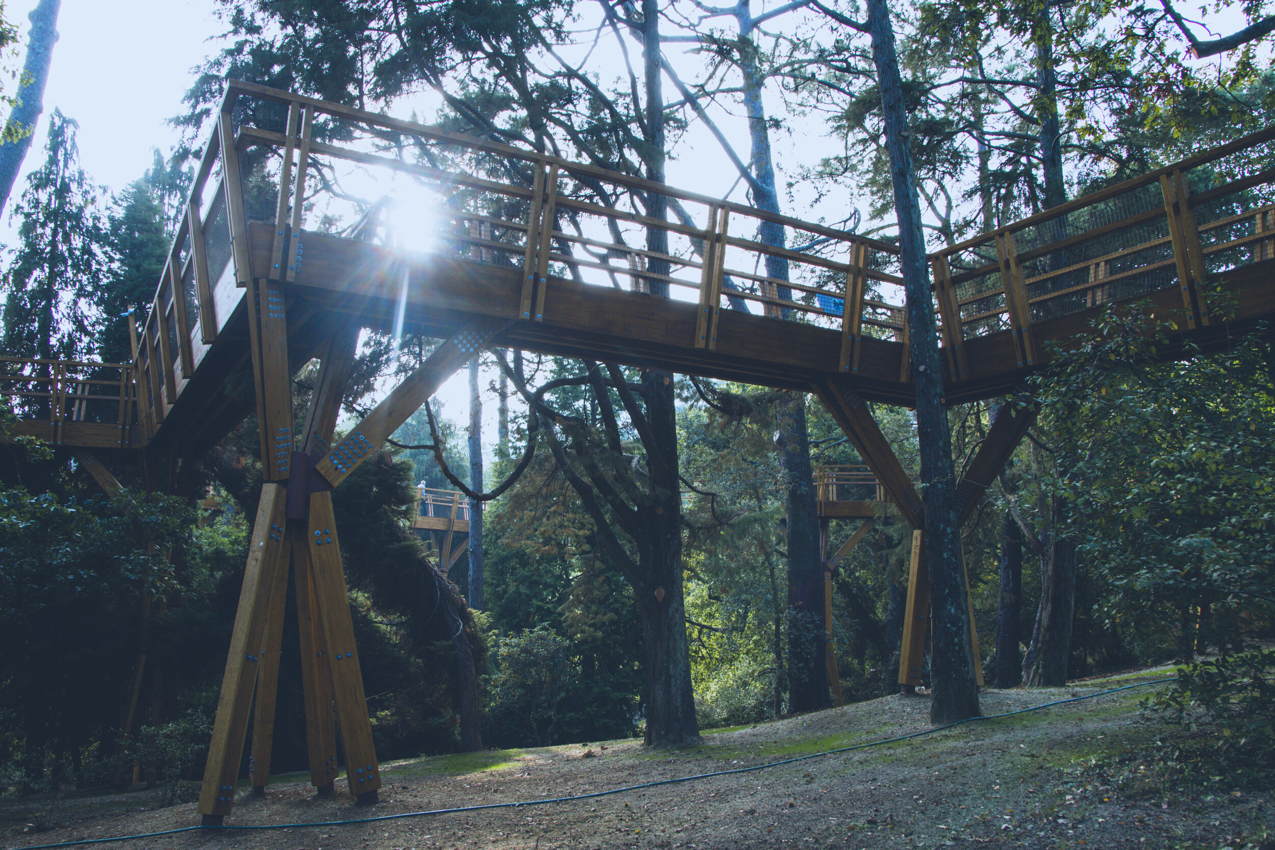 arzichdagamaphotography_serralves_treetop_passadiços_MG_5526 1.jpg