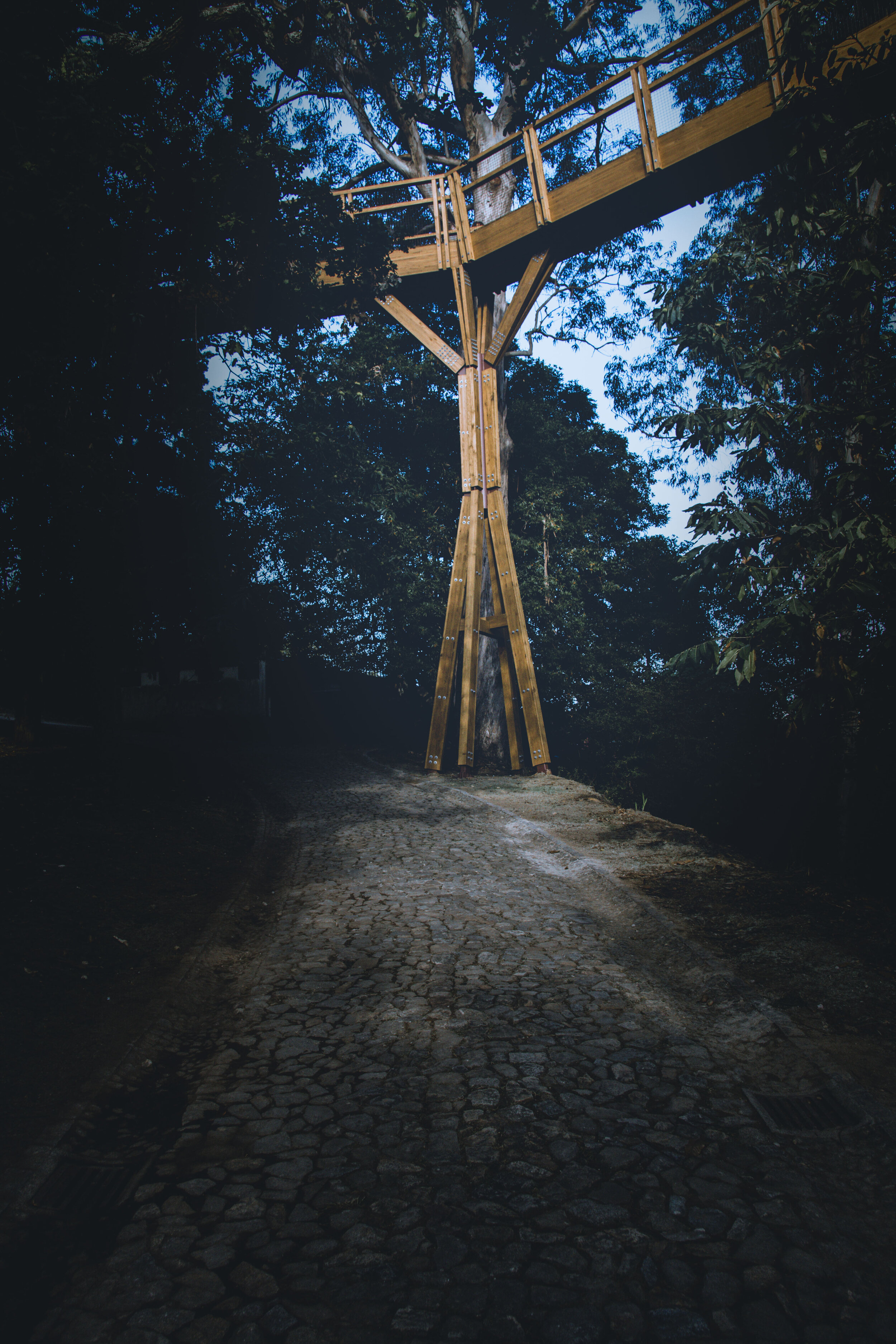 arzichdagamaphotography_serralves_treetop_passadiços_MG_5550 1.jpg