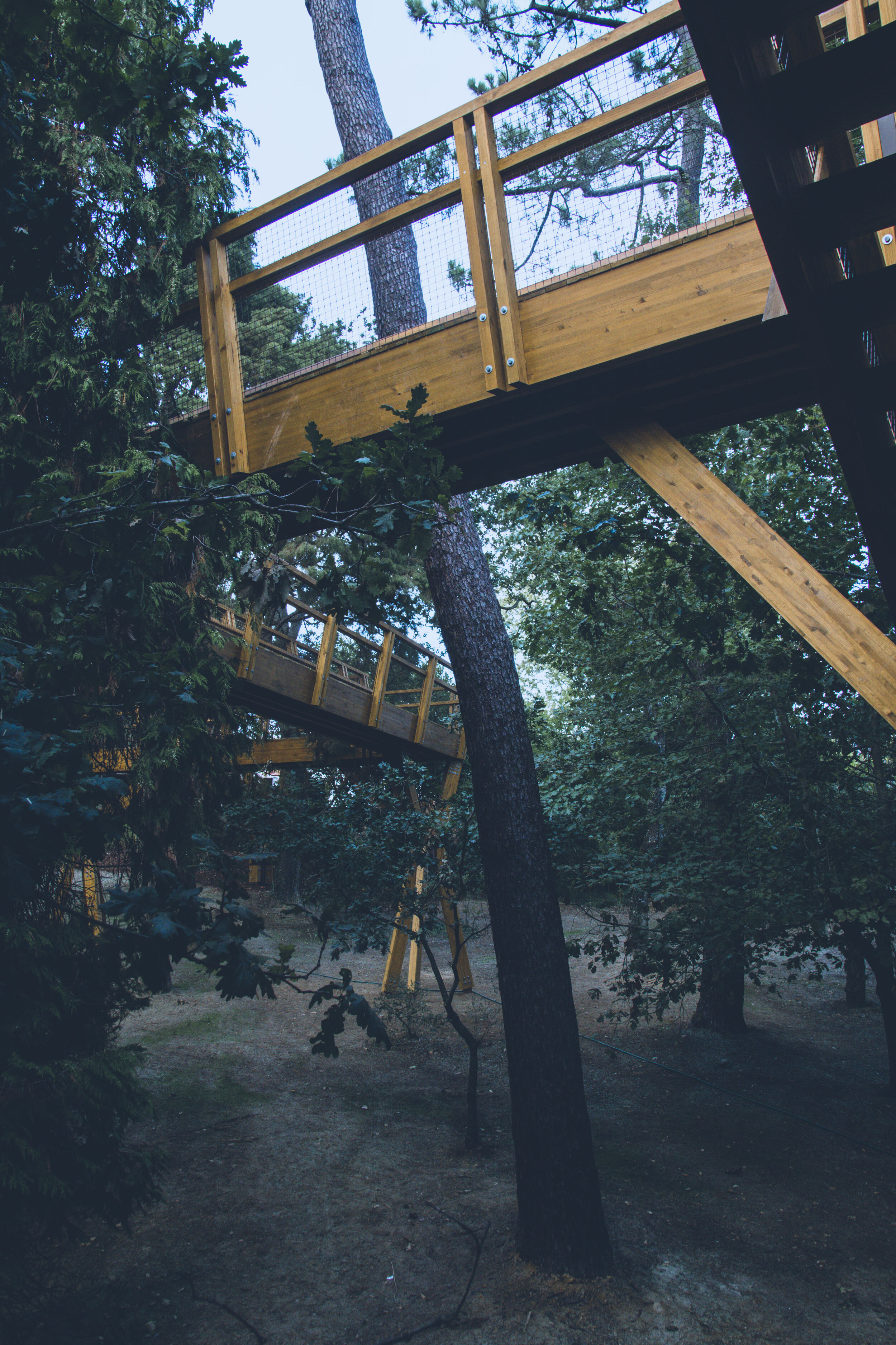 arzichdagamaphotography_serralves_treetop_passadiços_MG_5557 1.jpg