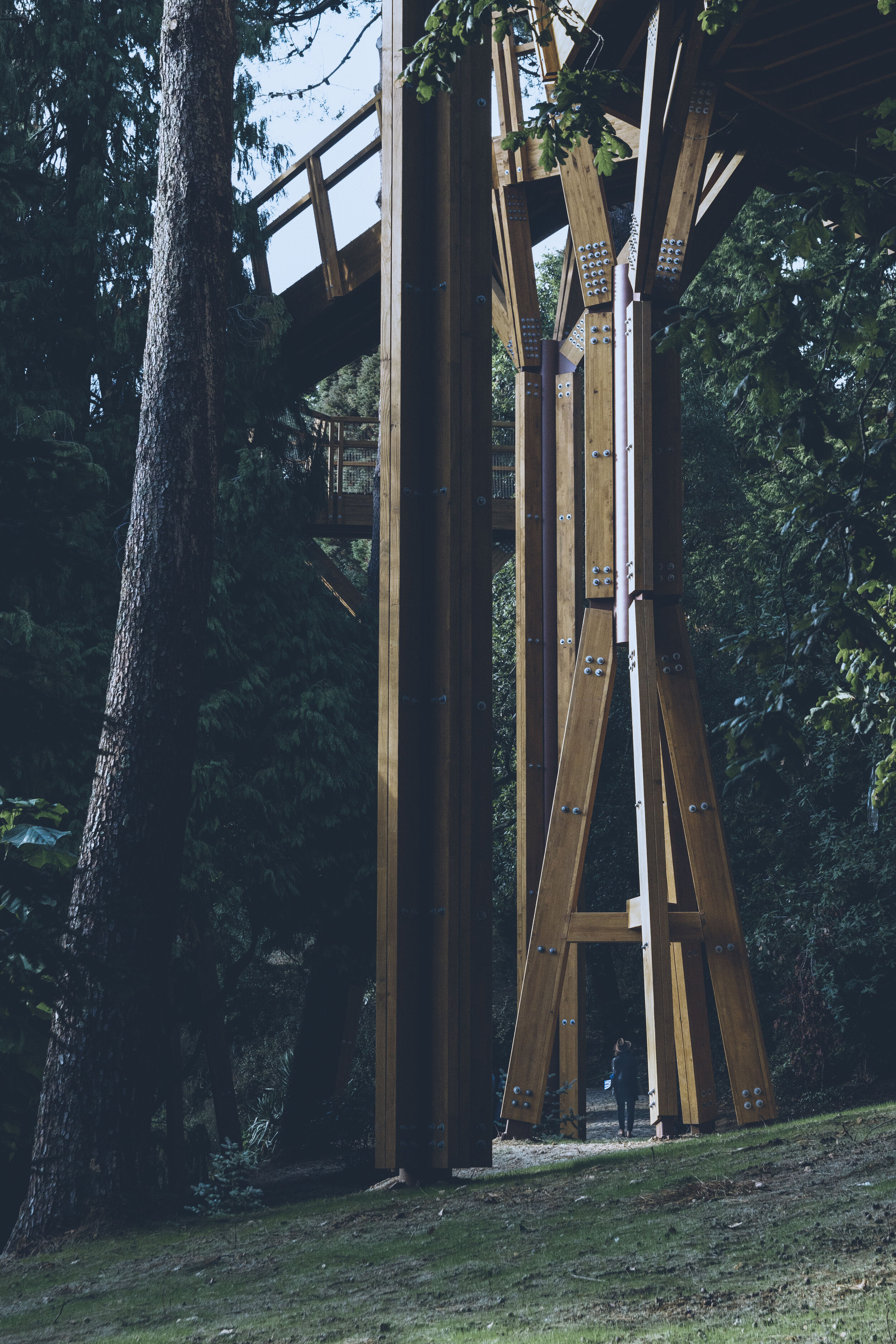 arzichdagamaphotography_serralves_treetop_passadiços_MG_5551 1.jpg