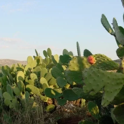 The Patience of a Cactus: A 2001 Reflection