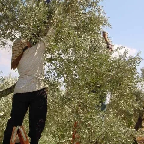 Among the Olive Branches: A Reflection from 2000