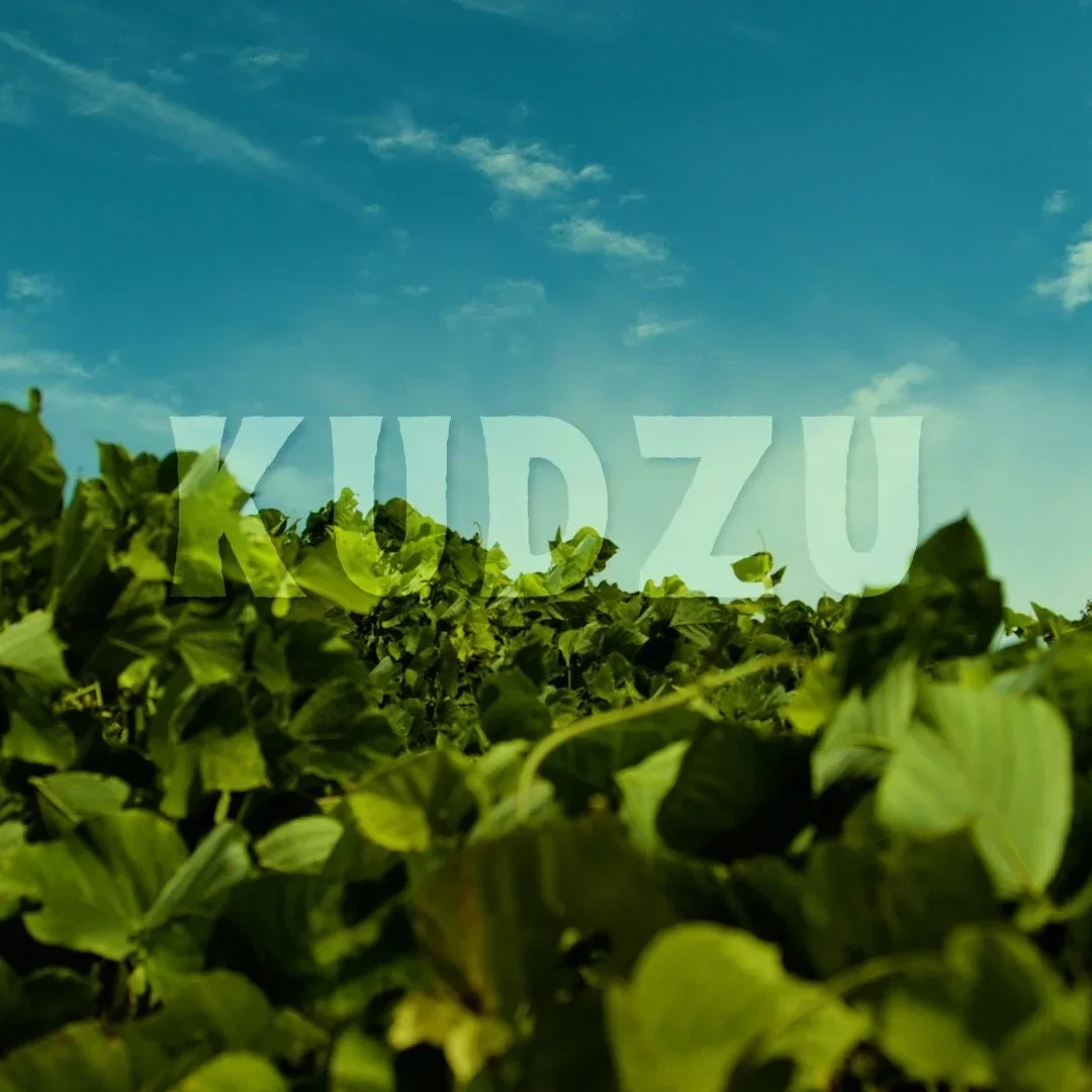 Kudzu: A Collaboration with Weston Manders