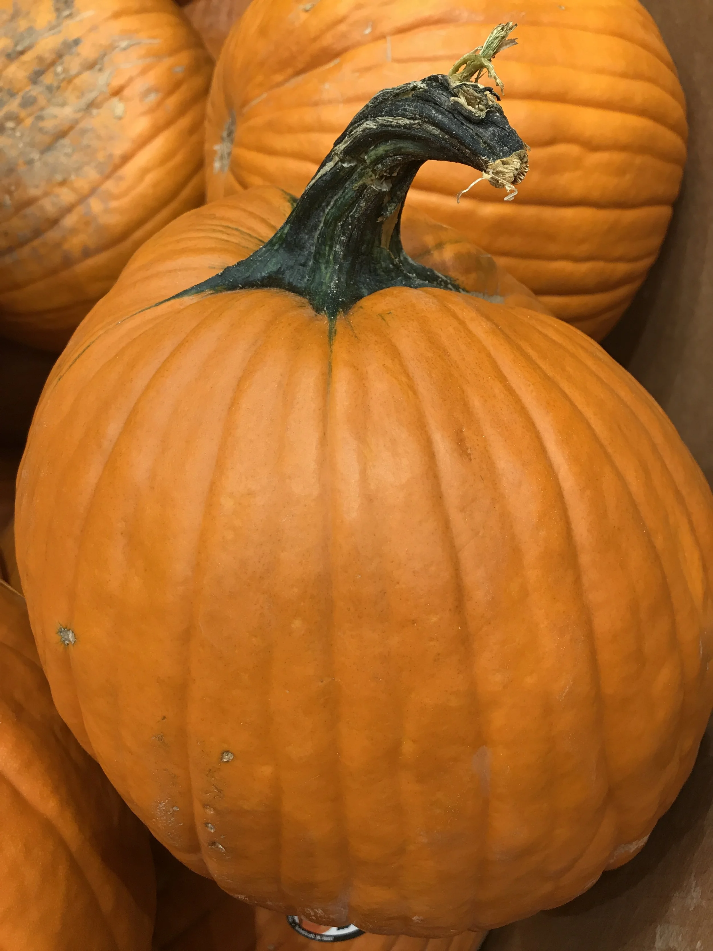 PUMPKIN GINGERSNAP CHEESECAKE CLASS- October 16th (Evening)