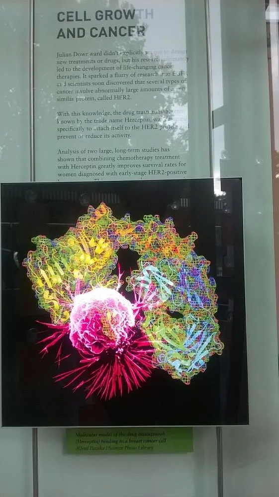 Crick Institute – Deconstructing Patterns