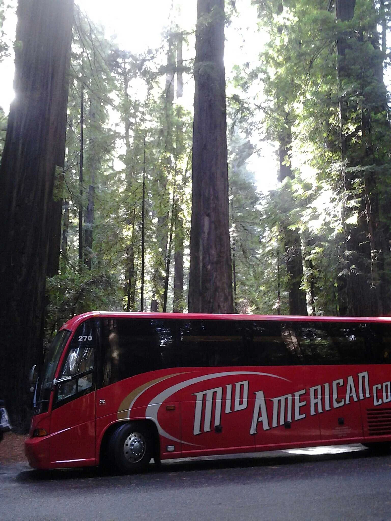 Redwood National Park Oct 2014.JPG