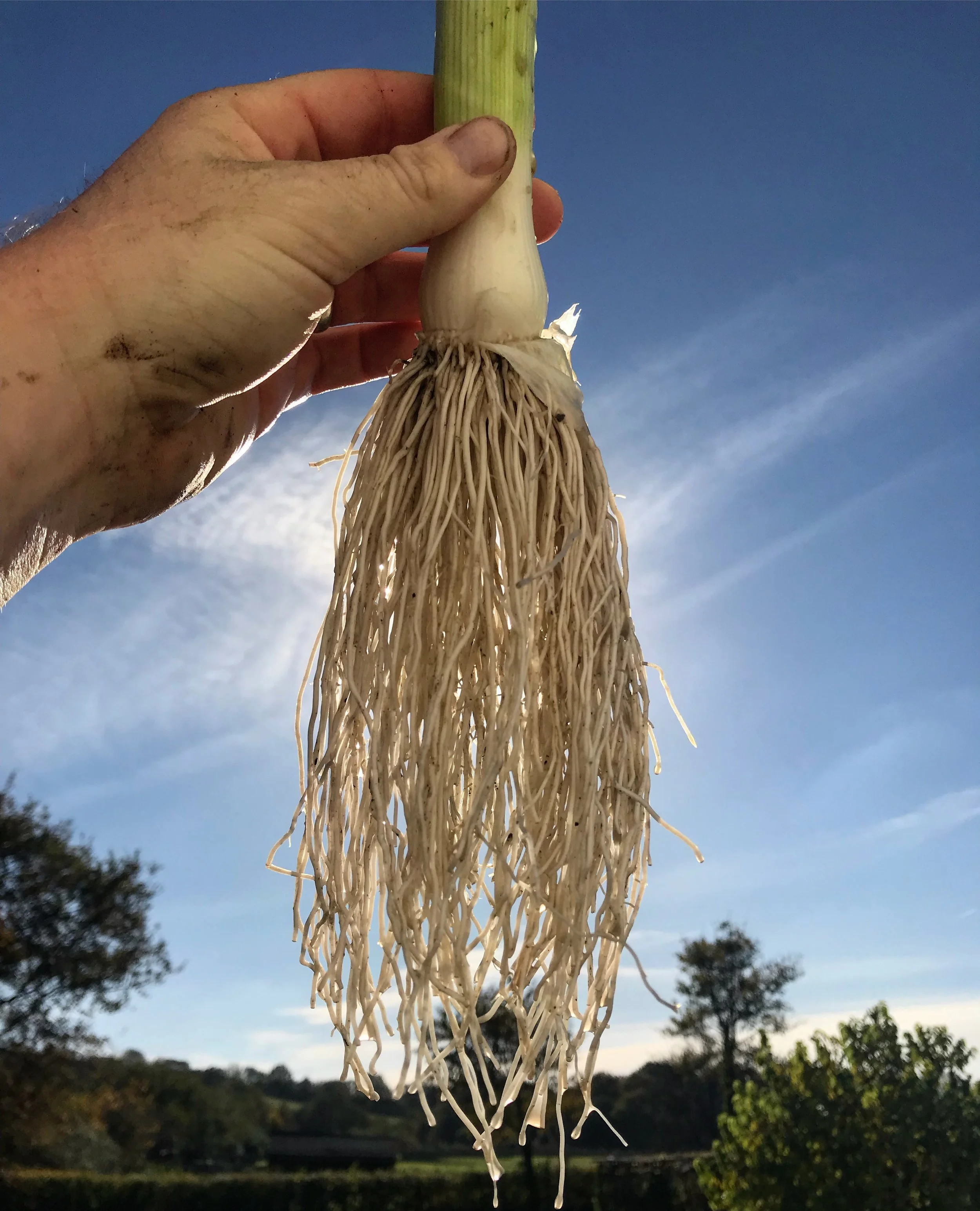 Growing LEEKS