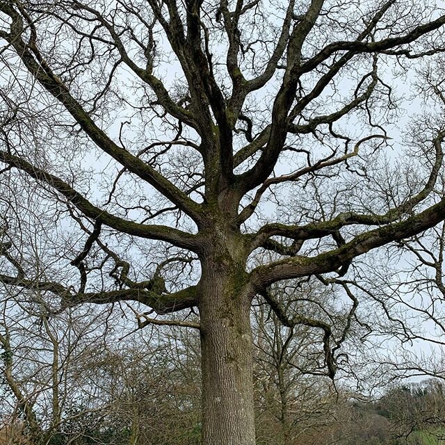 Amongst the madness, the mighty oak stands unyielding. Helped only by time, sun, rain and soil. Let&rsquo;s hope he doesn&rsquo;t get made into loo roll. #stoppanicbuying #bestwishes #oak #staysafe