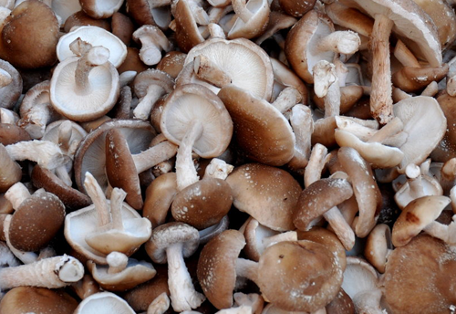500mushroomshare.png