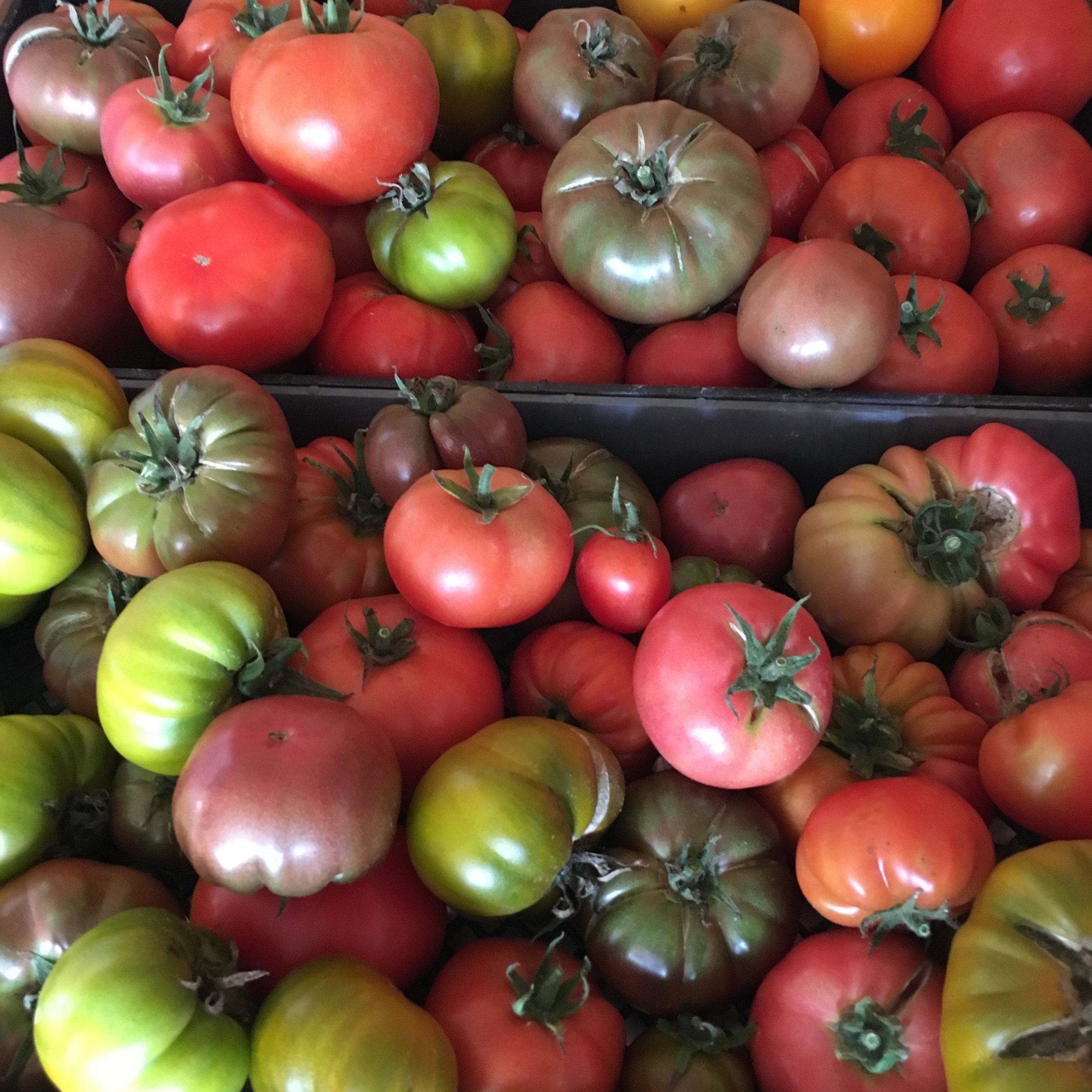 IMG_5459tomatoes.JPG