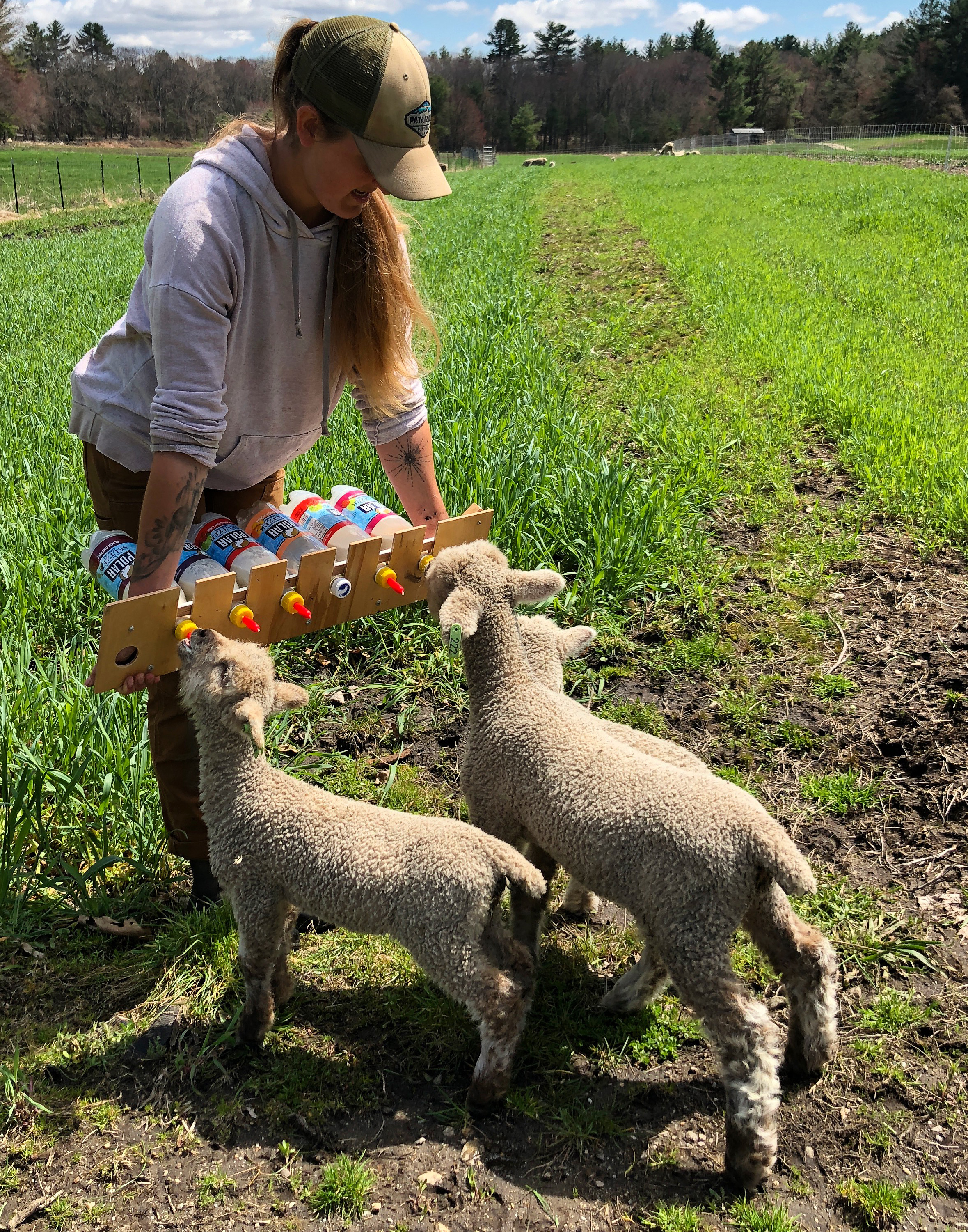 IMG_0529bottlefeedinglambscrppd.jpg