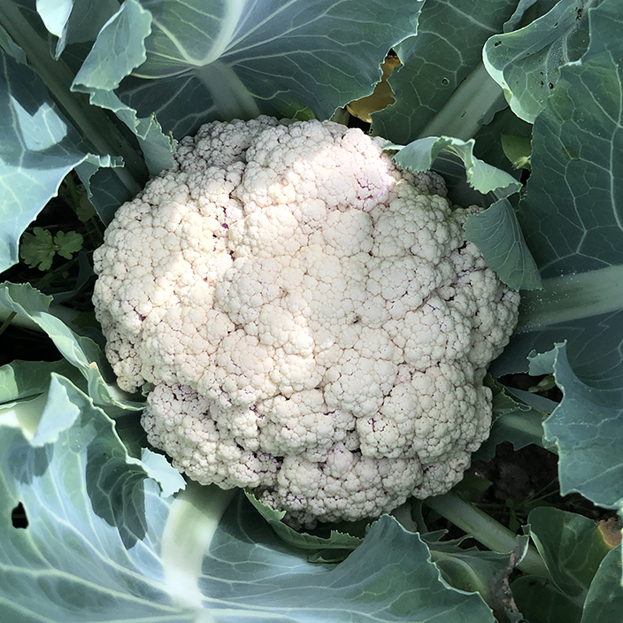 CAULIFLOWER