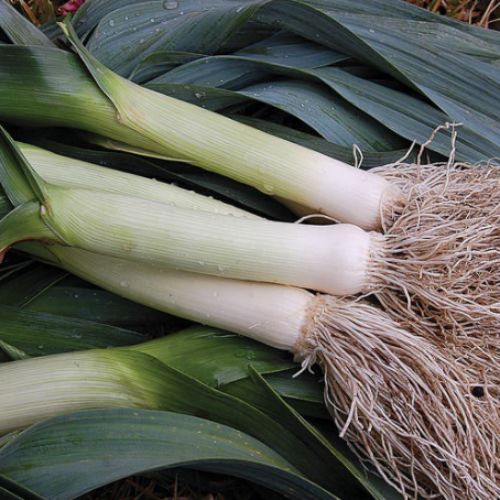 LEEKS