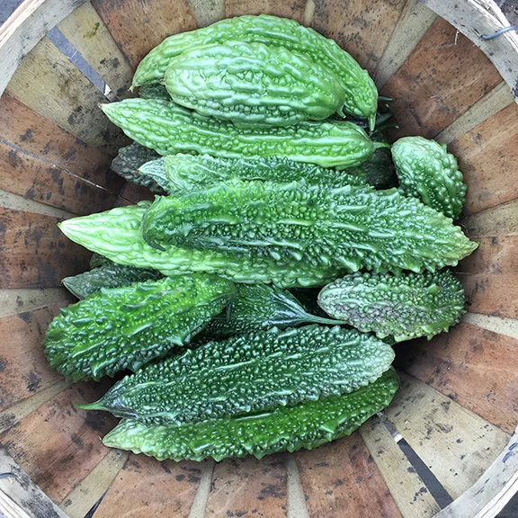Bittermelon.jpg