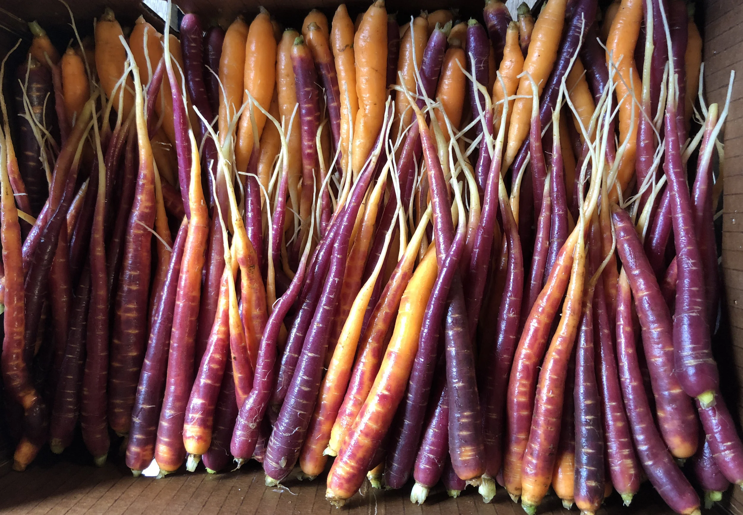 carrotsinbox.jpg