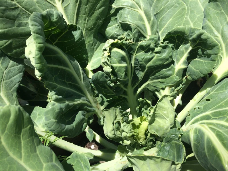 Collard-1.jpg
