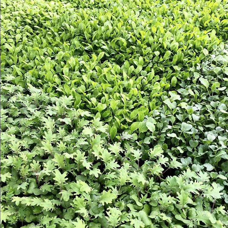 microgreens.png
