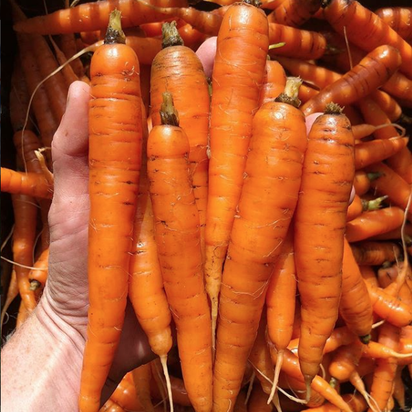 CARROTS