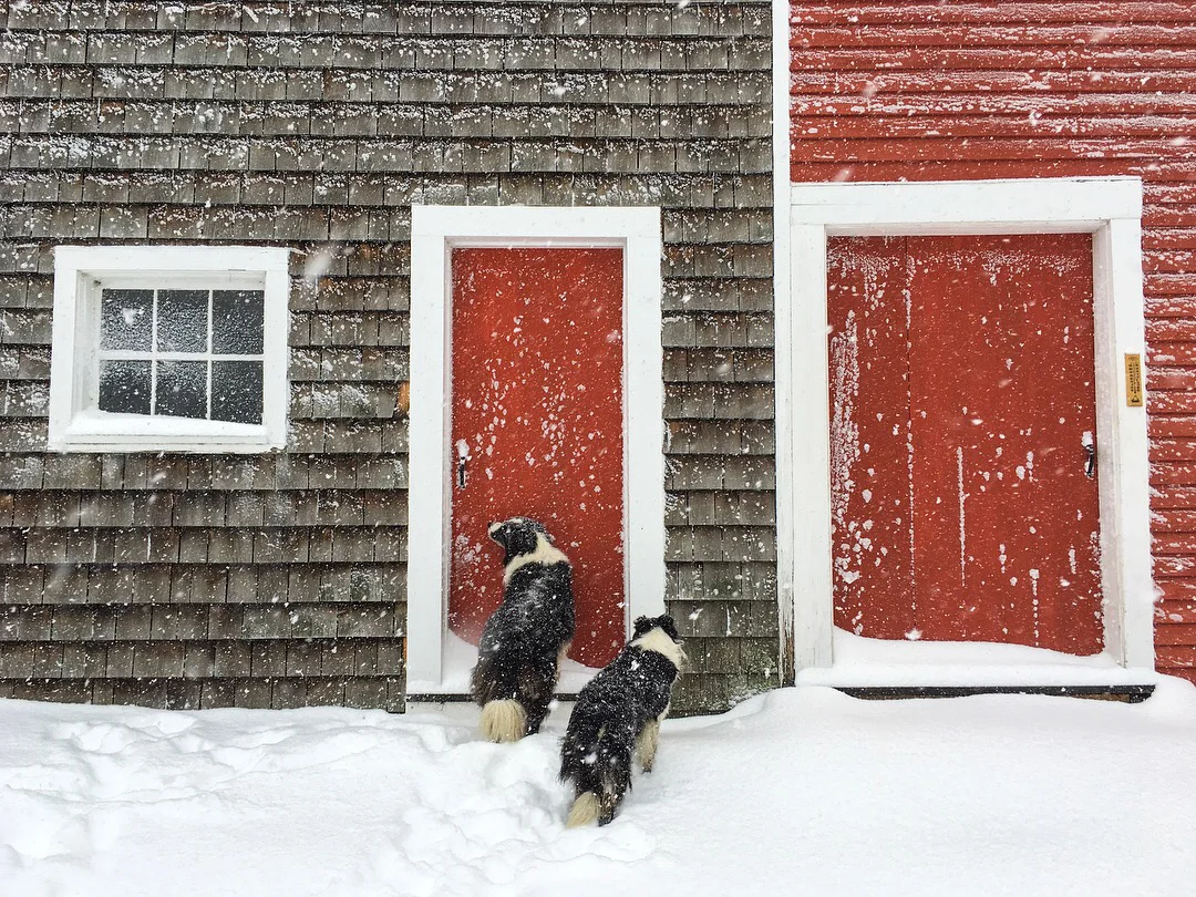 dogsinsnow.jpg