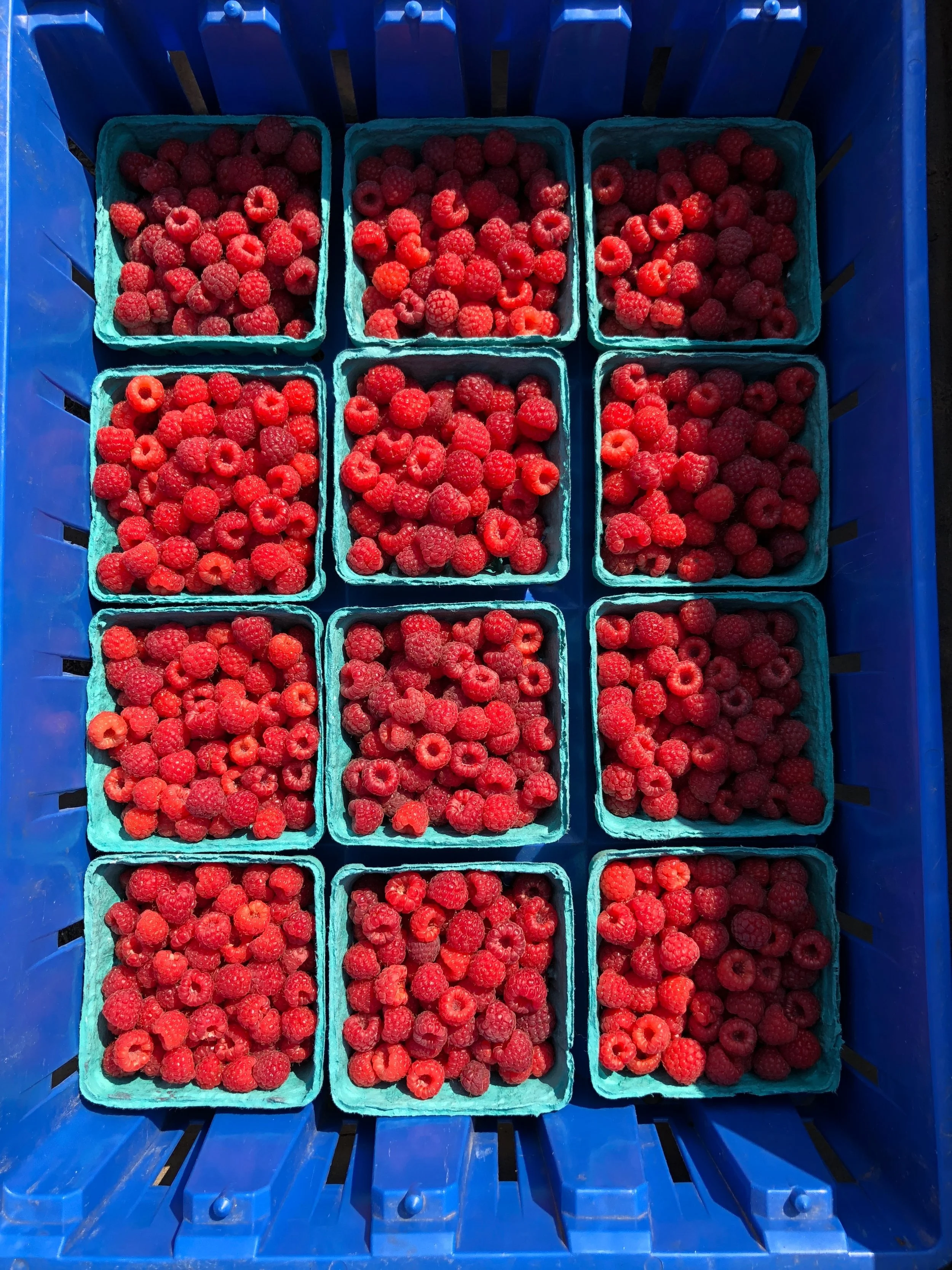 Produce Raspberries — Clark Farm