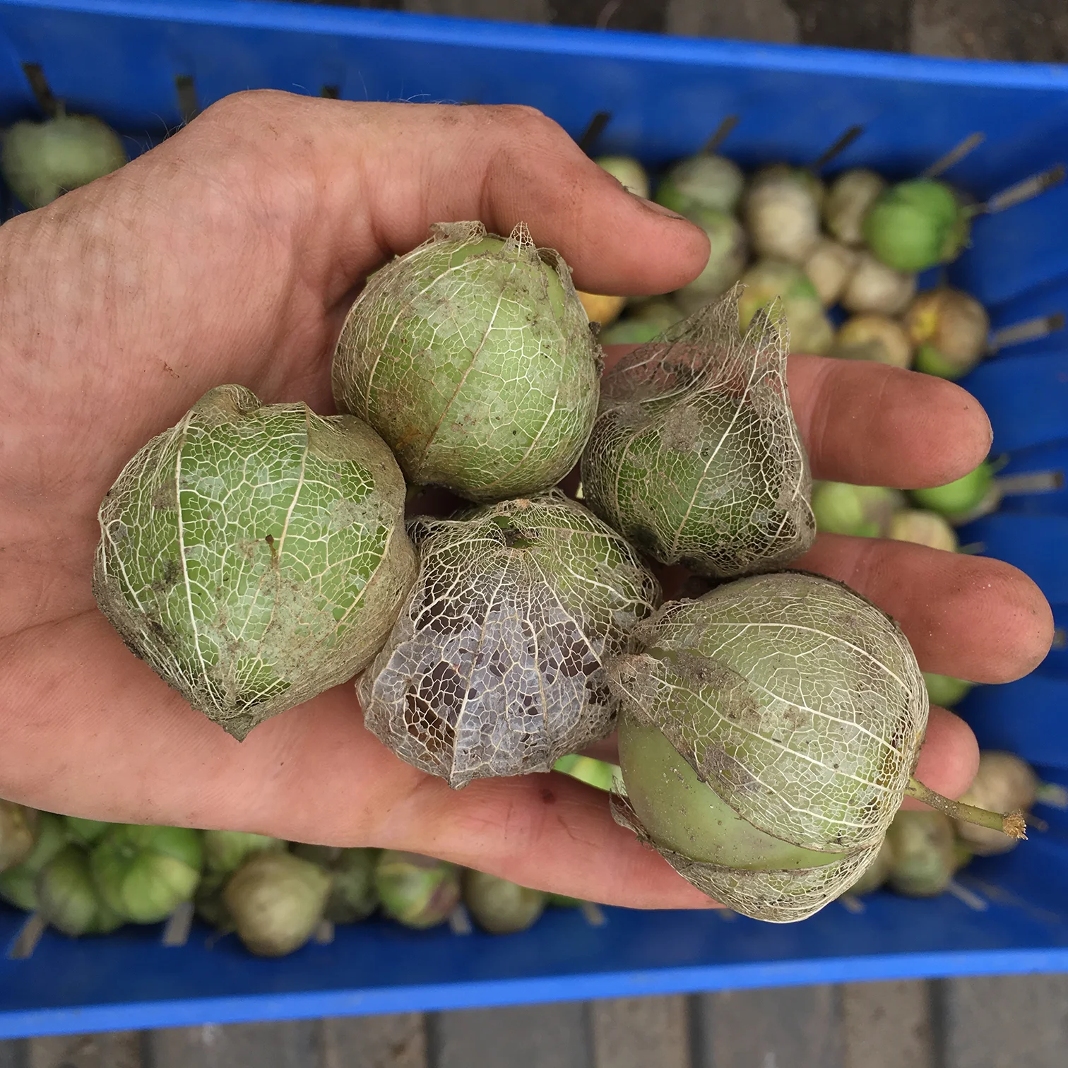 tomatillo150.jpg
