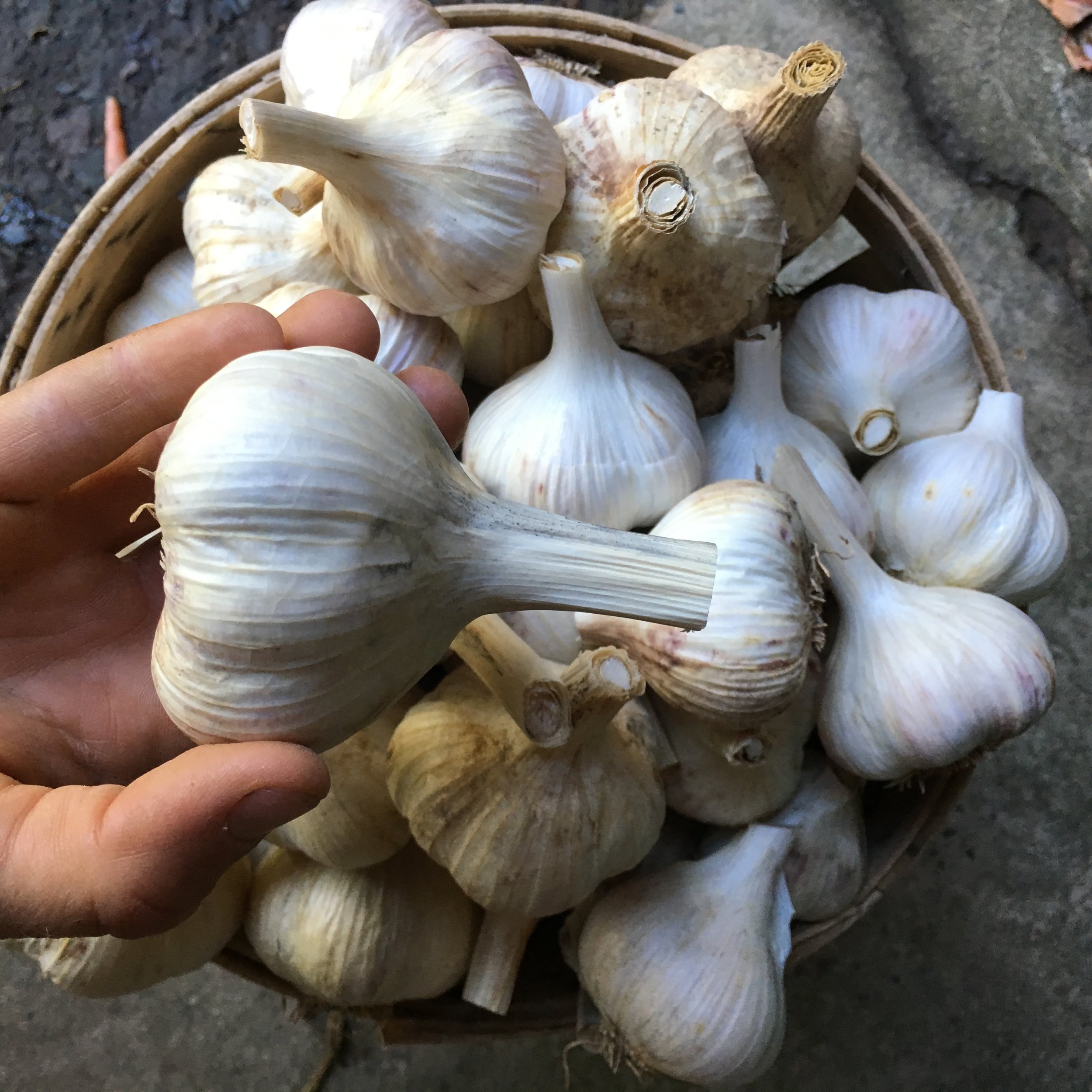 GARLIC