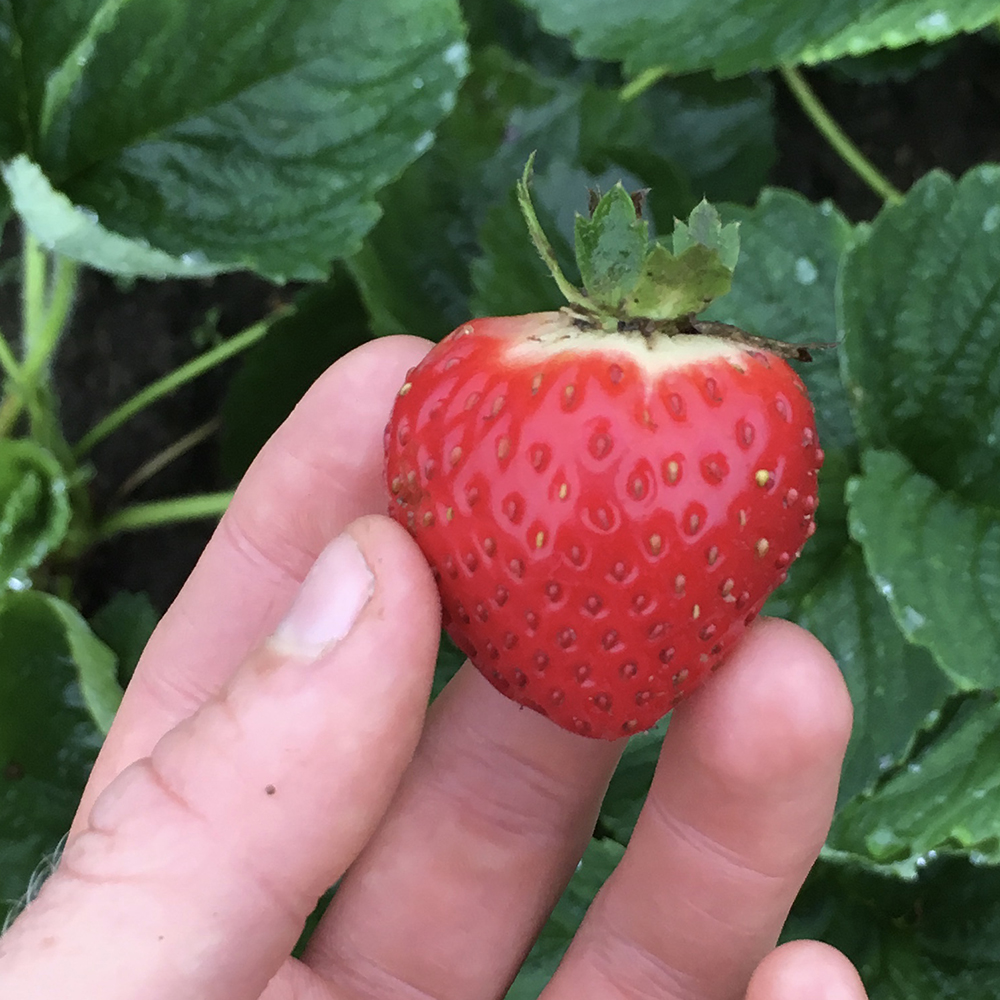 STRAWBERRIES