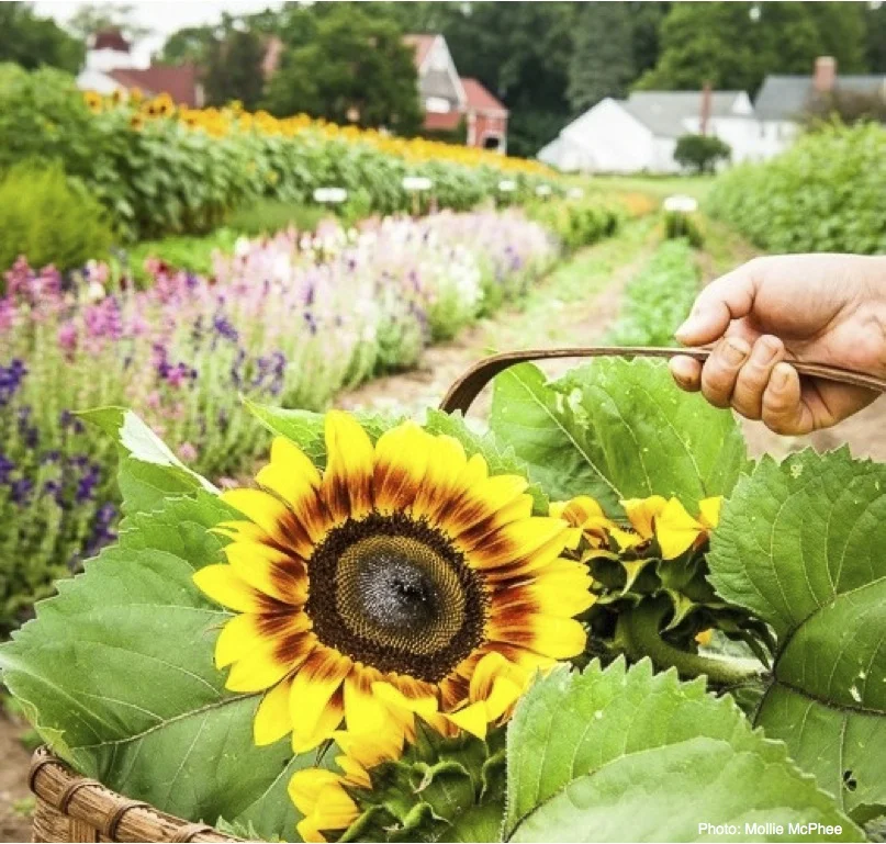 flower+share+image+with+credit.jpg