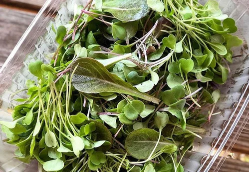 500micro+salads500x344.jpg